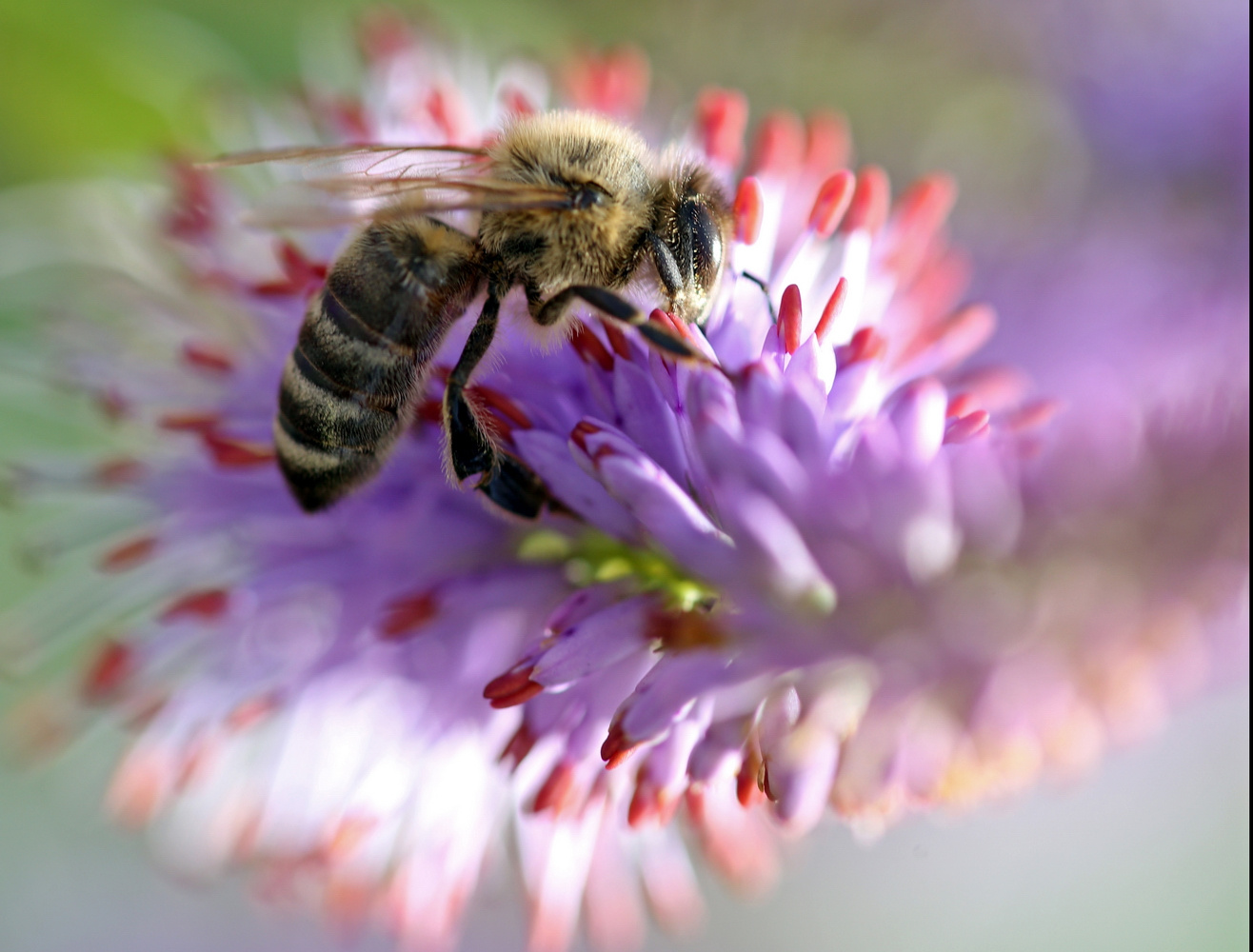 пчела на вероникаструме 