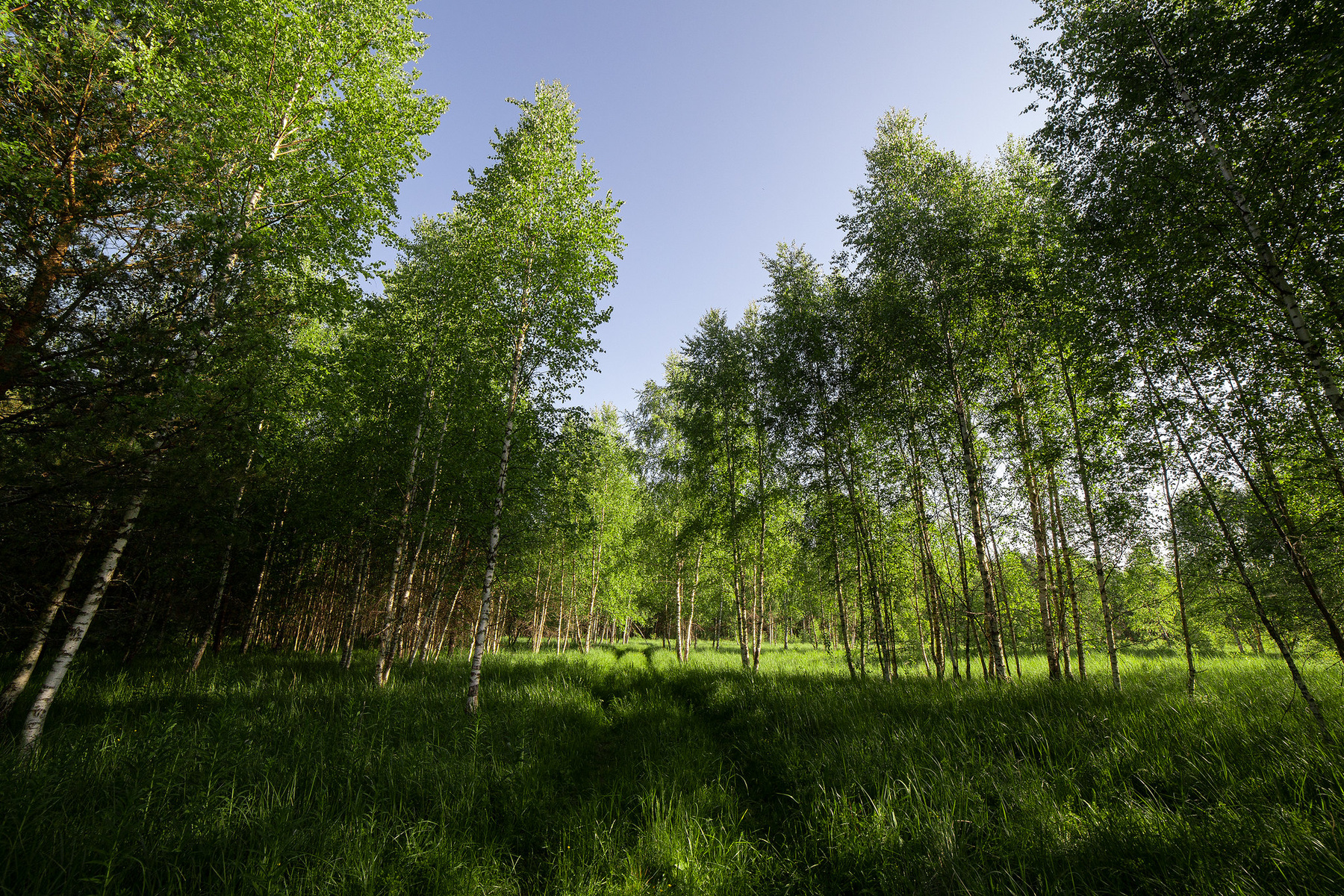 Свежесть июньского леса. Лес пейзаж