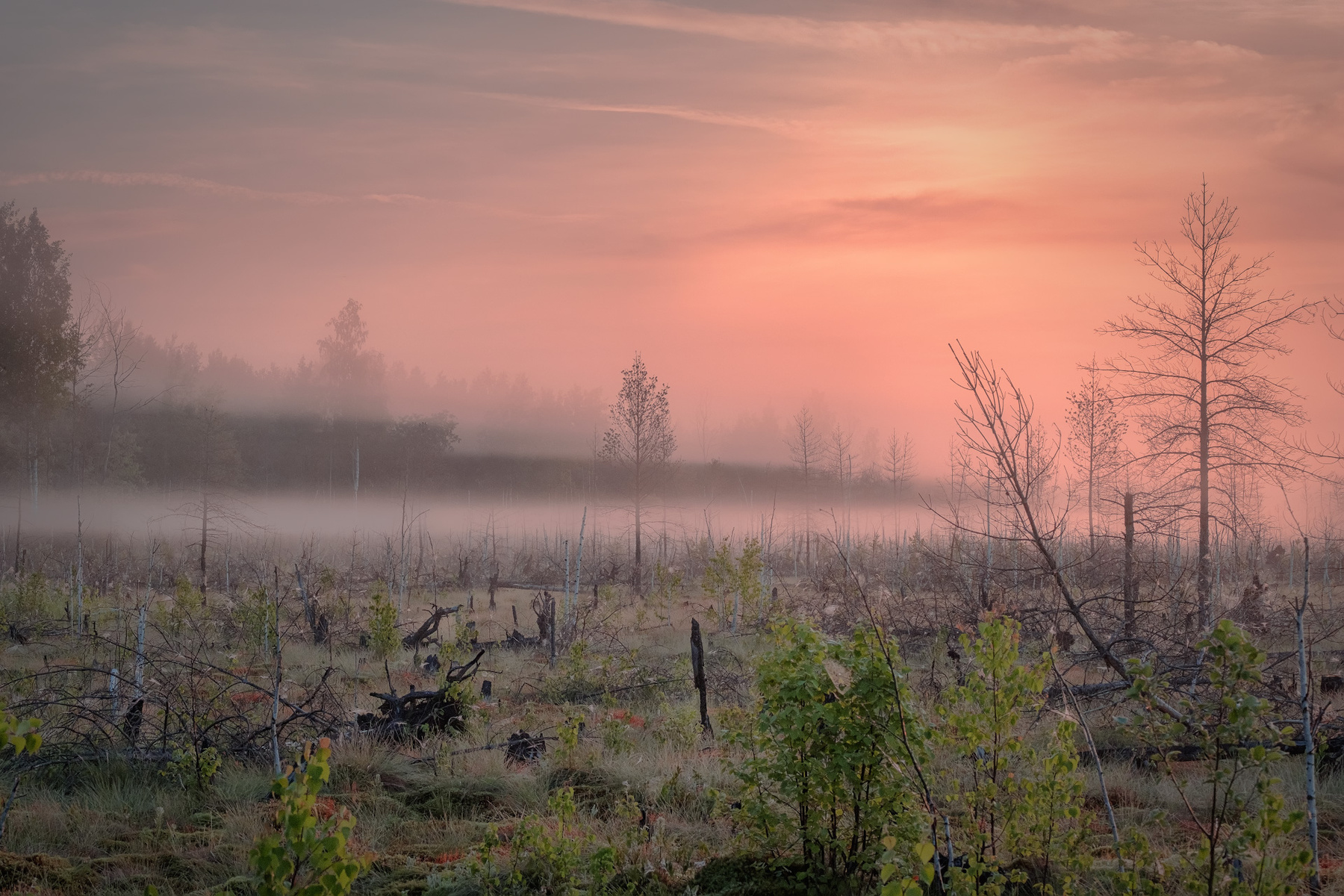 Обитель духов болото рассвет туман деревья коряга пень паутина утро урал пермь