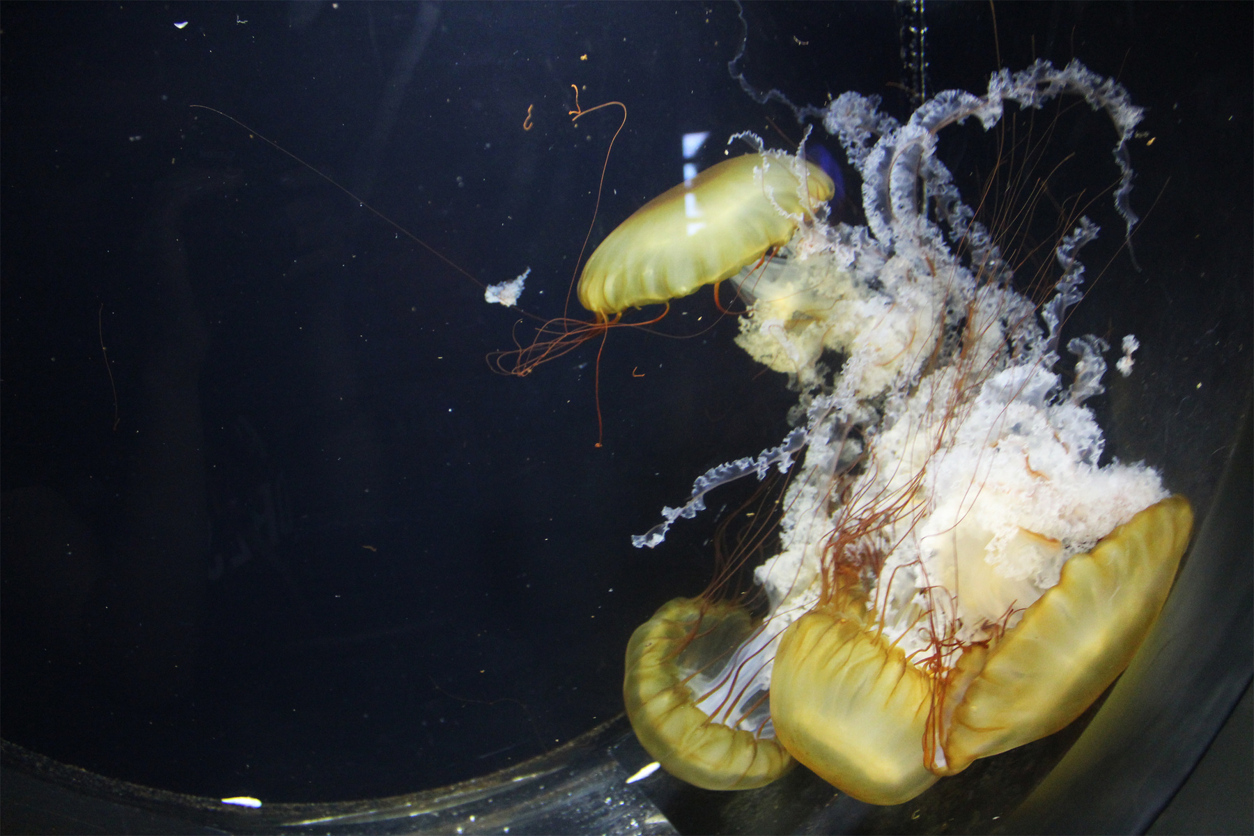 желтые медузы 