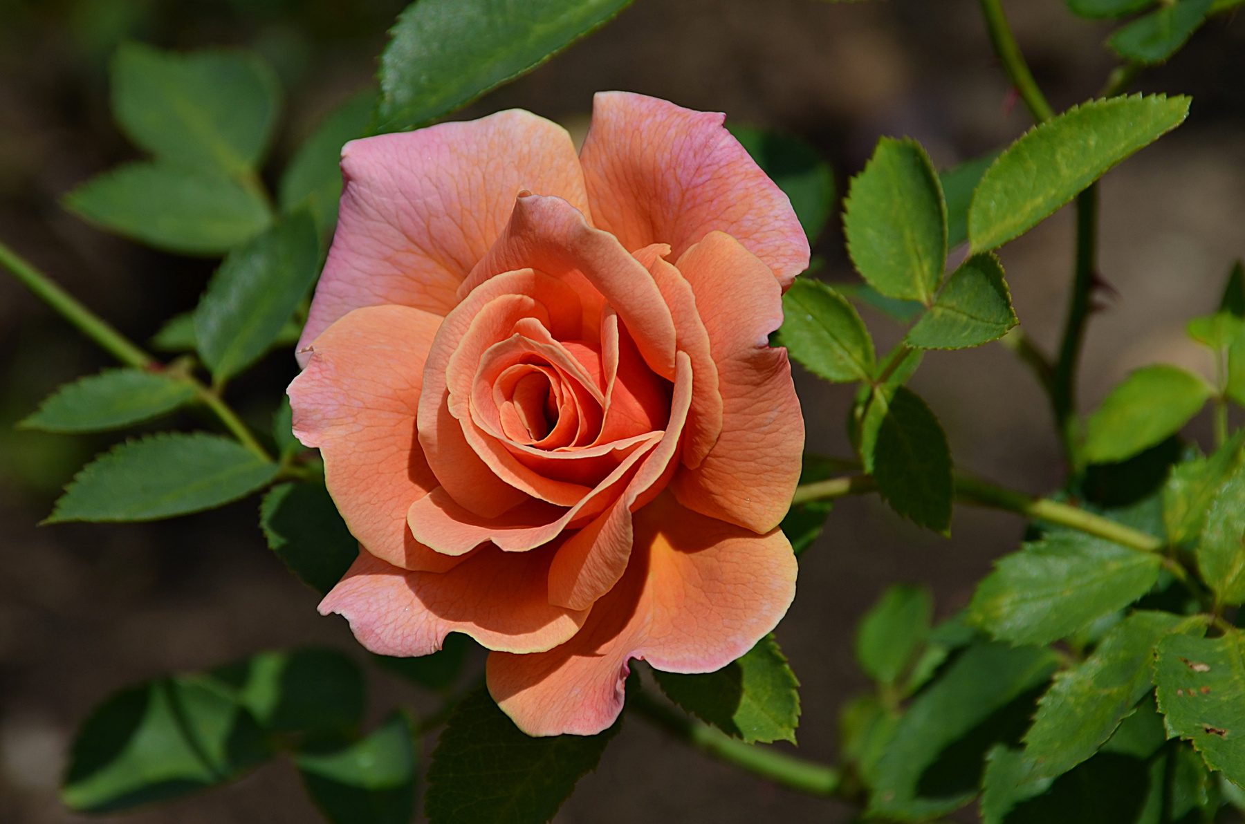 *** Москва лето цветы розы макро оранжерея ботанический сад