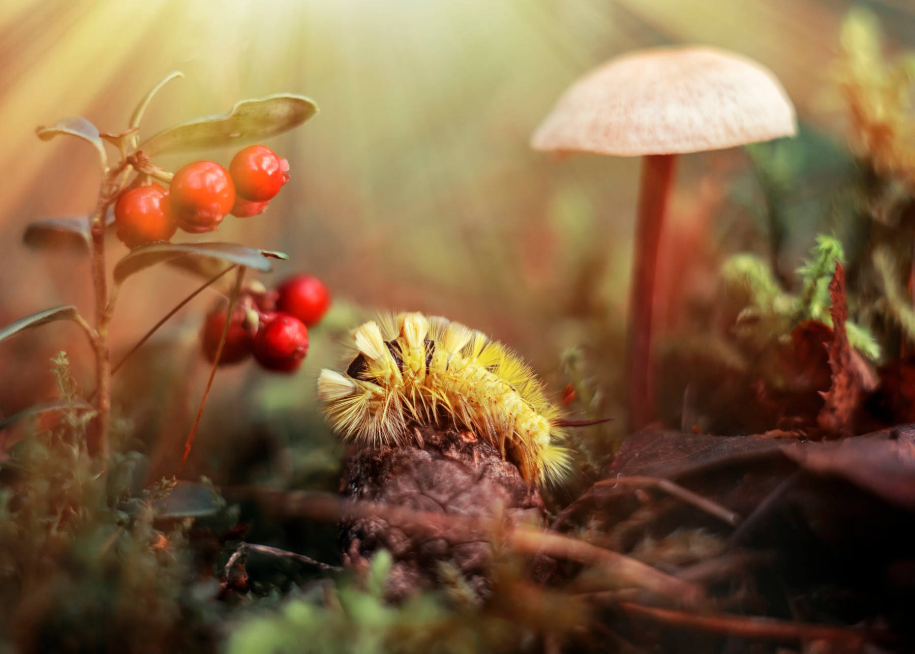 *** гриб лес природа макро ягода брусника гусеница