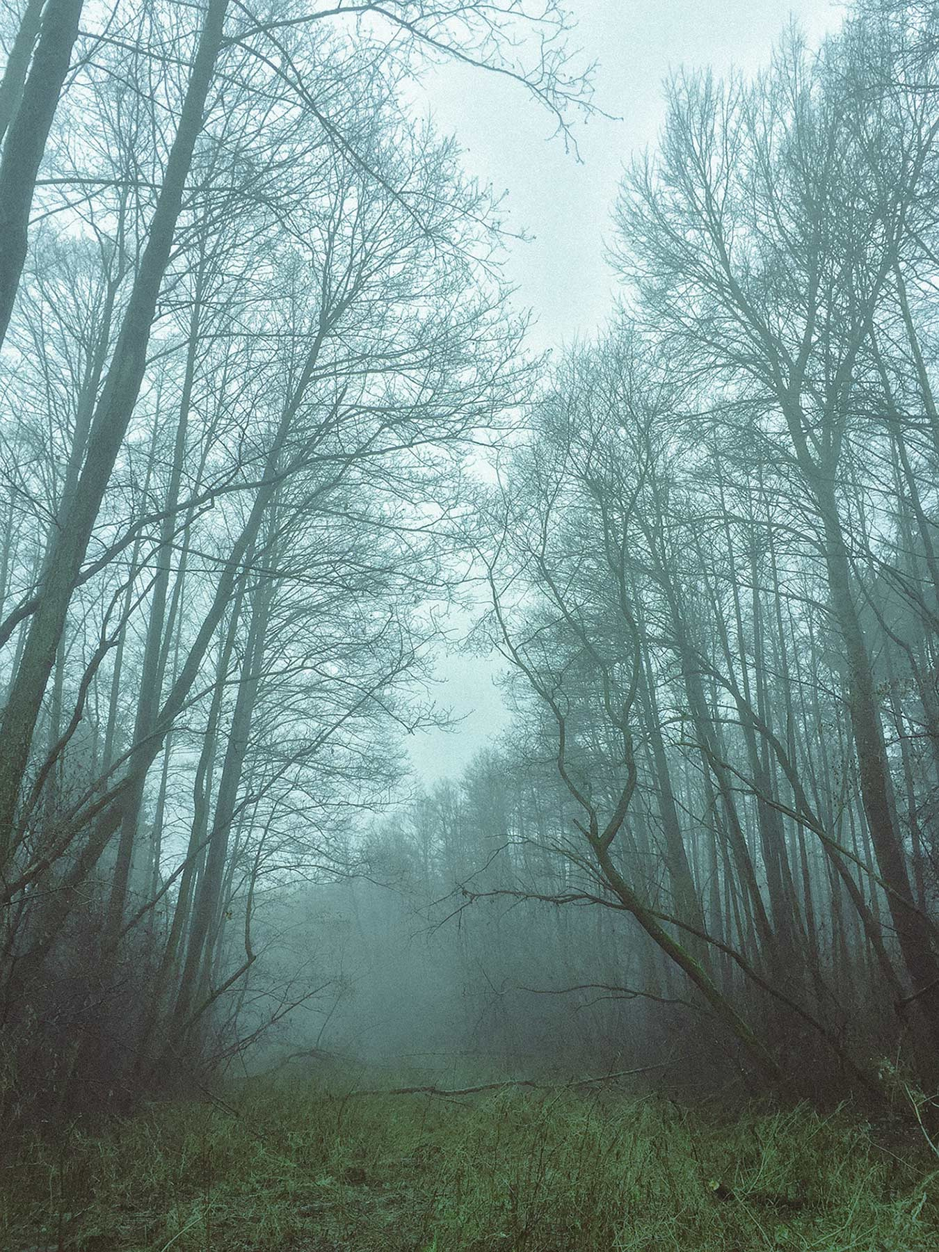 Мистический туман туман лес природа пейзаж путешествия путишествие рыбалка Туманное утро январь Украины Туманний ранок iphone iphonephoto Айфон Мобильное фото мобилография Январь 2020 mobilephoto