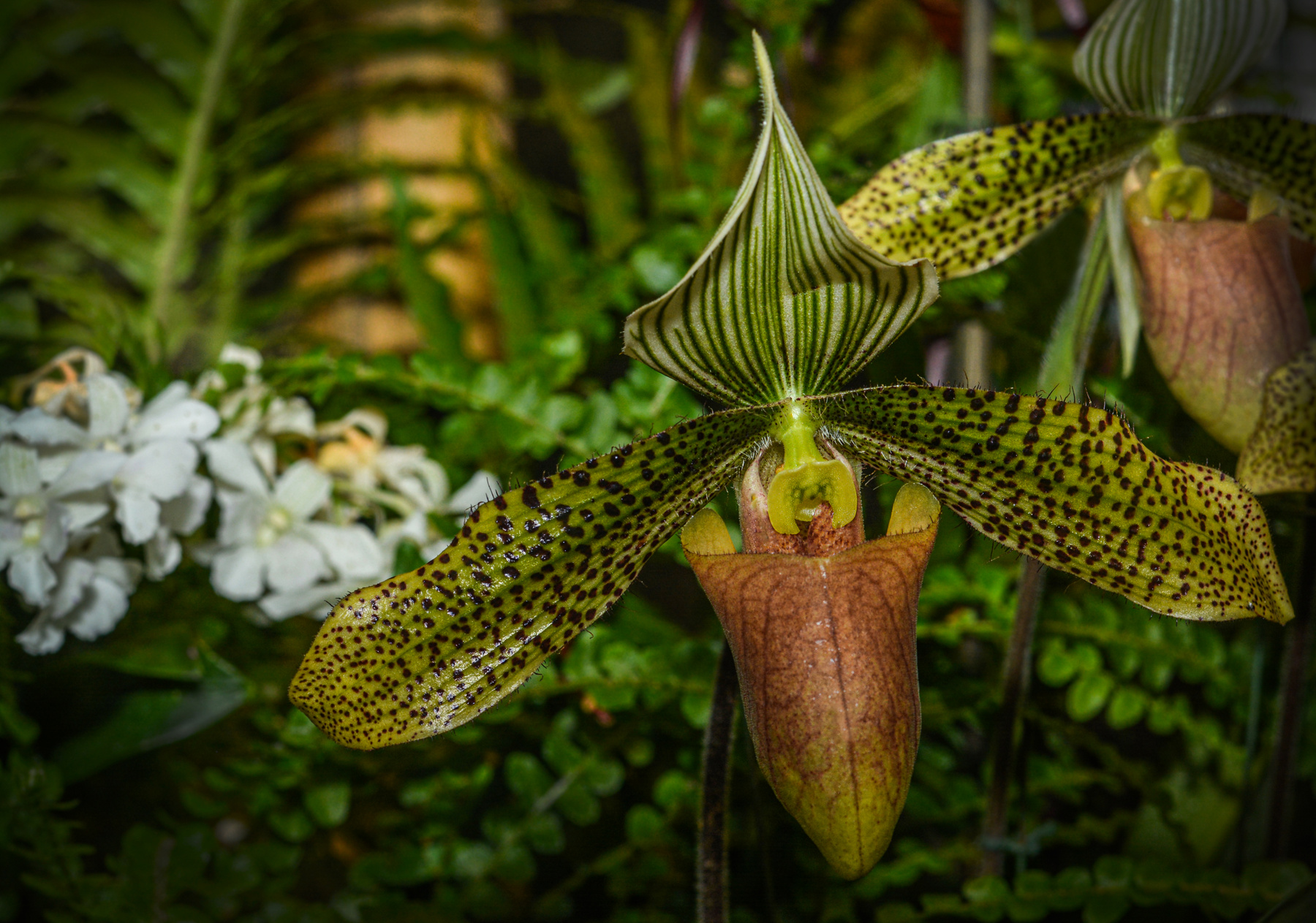 Венерин башмачок Орхидеи
