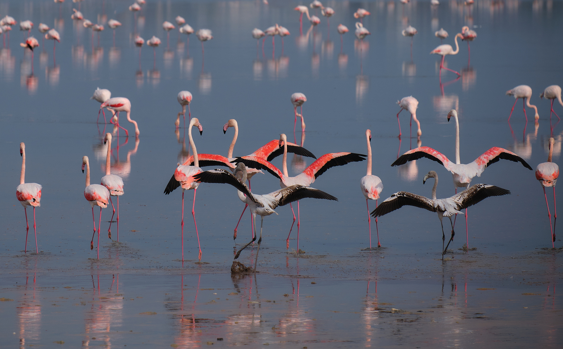 Фламинго вернулись на остров кипр фламинго озеро отражение