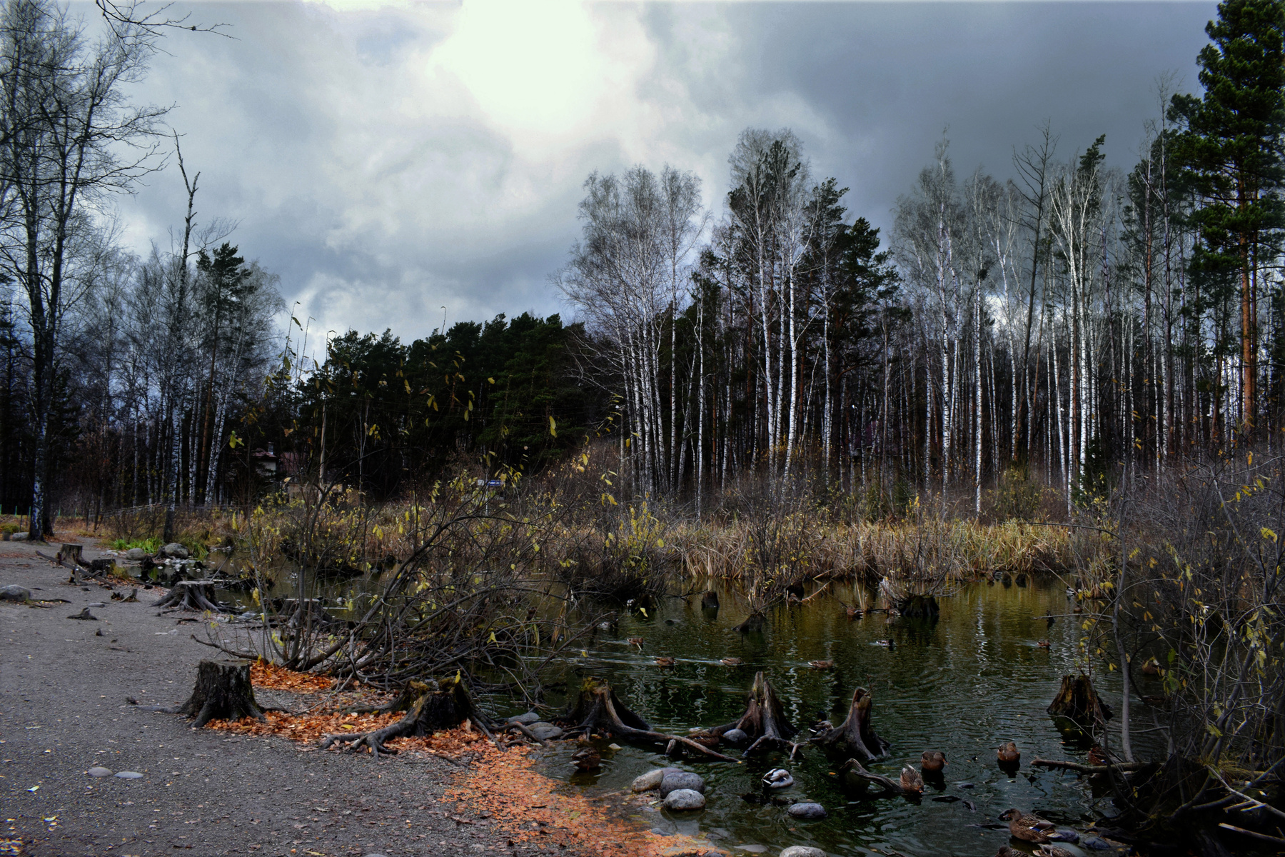 Заросший пруд Осенний пейзаж вода опавшие листья