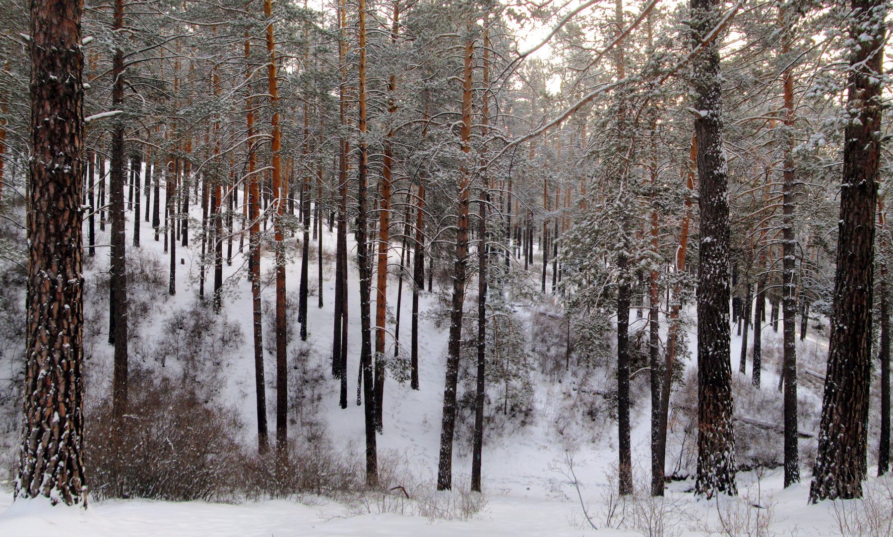 Морозный денек лес зима снег сосны багульник Забайкалье