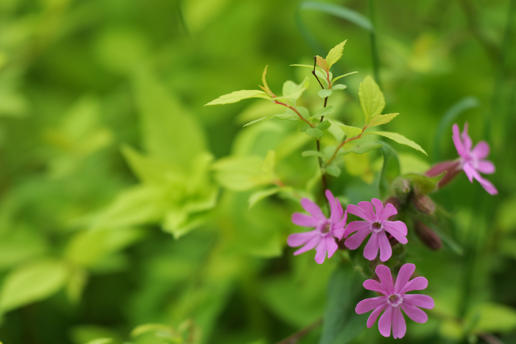 Цветы на кусту цветы мелкие фиолетовые розовые куст лето зелень боке фон