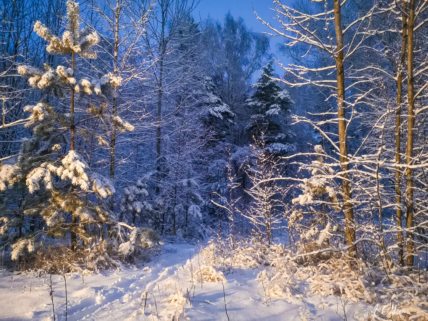 Зимнее настроение Лес зима снег сосна березы тропинка вечер свет