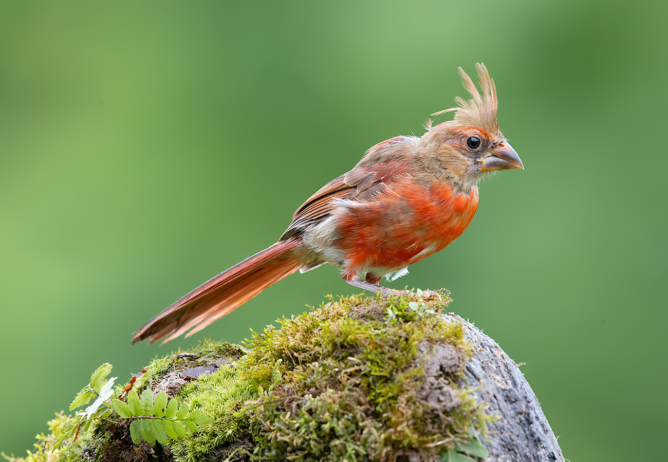 Juvenile Northern Cardinal - Молодая птица -Красный кардинал 