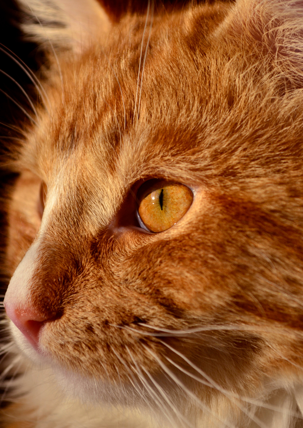 золотой кот рыжий кот