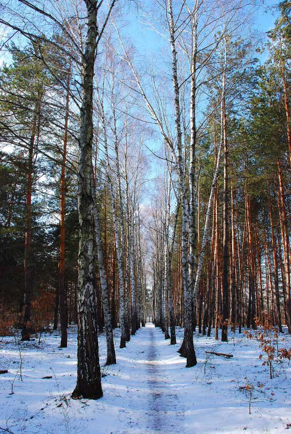 Берёзовая аллея Берёзы лес мороз