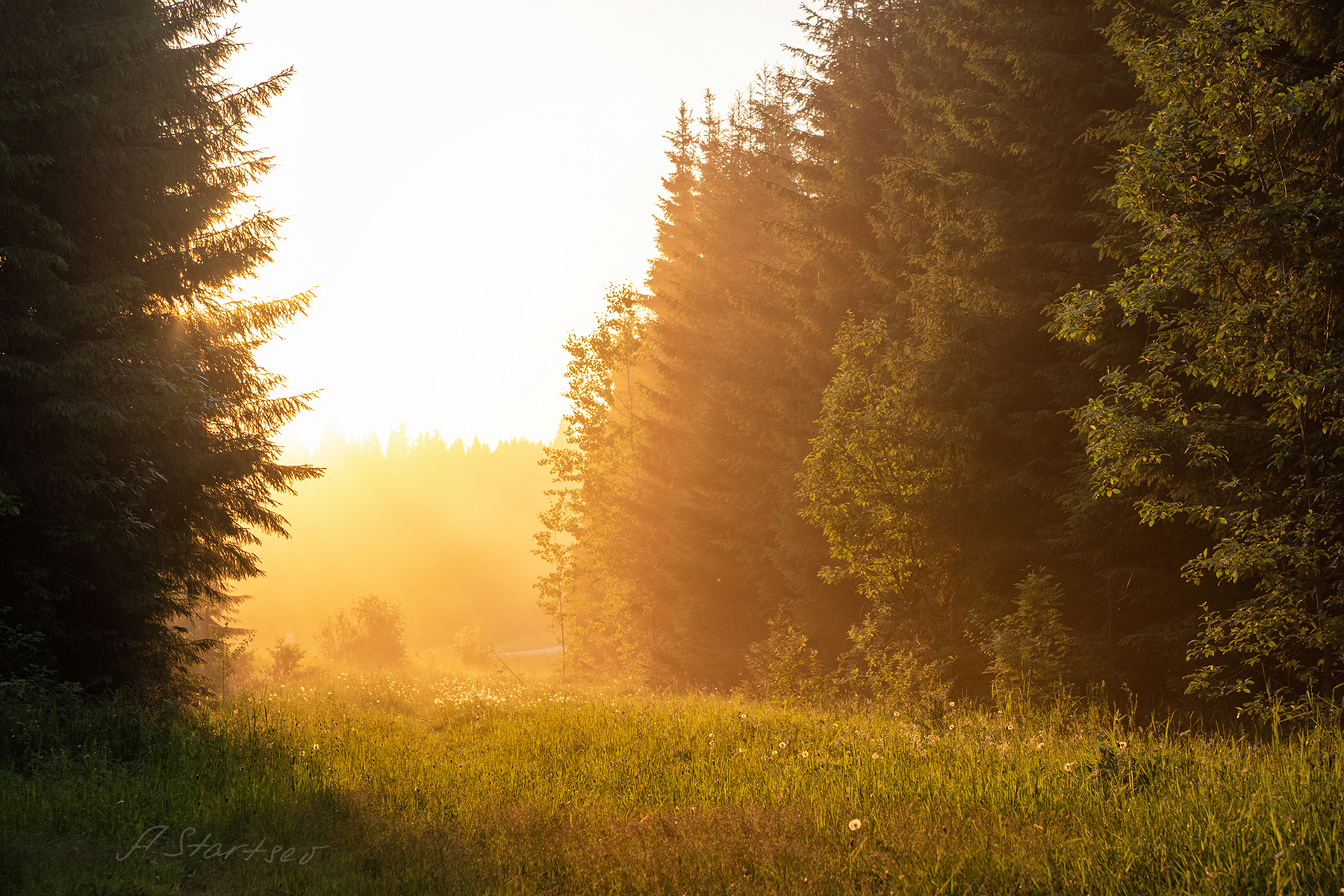 Солнечная поляна солнце природа Пермский_край пейзаж Лысьва лето дым поляна деревья вечер