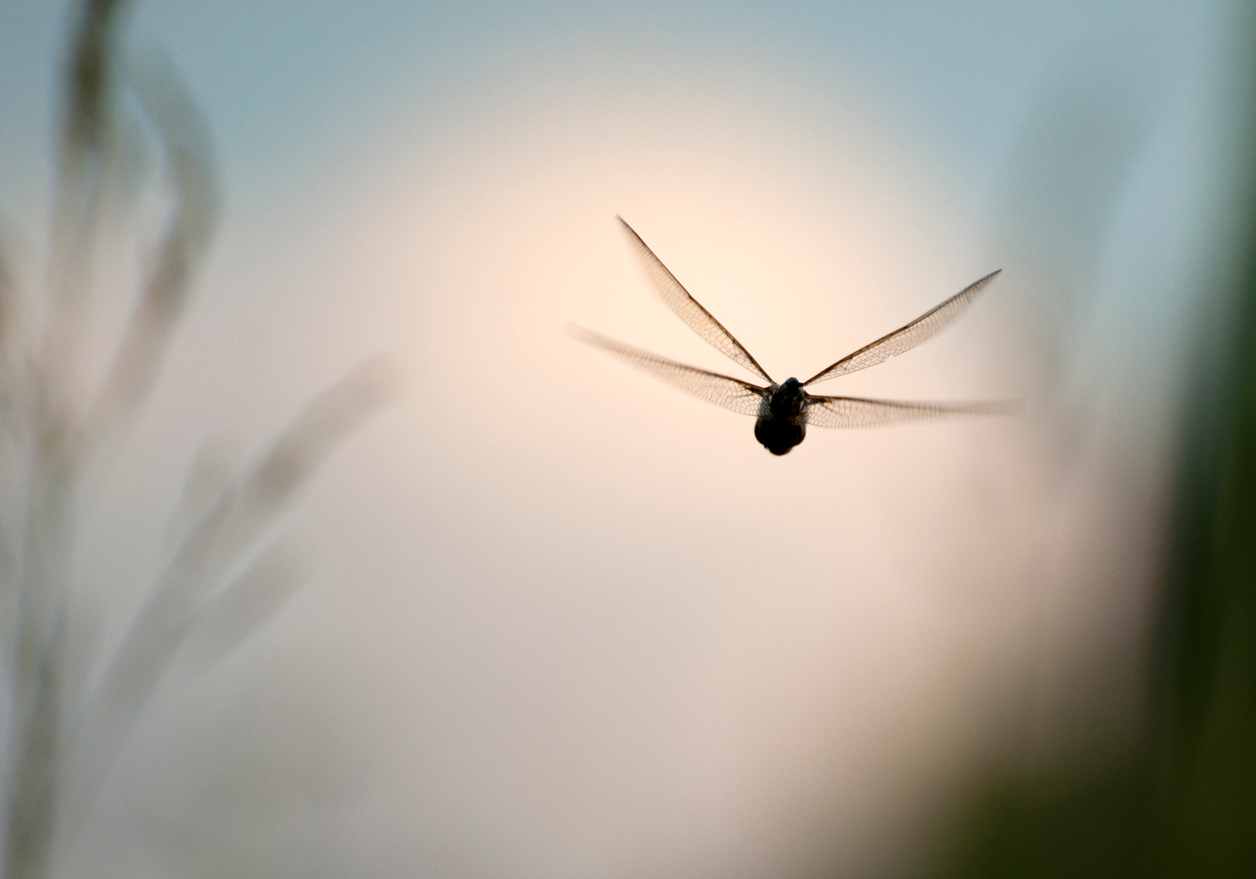 Полет стрекозы насекомые природа стрекоза лето