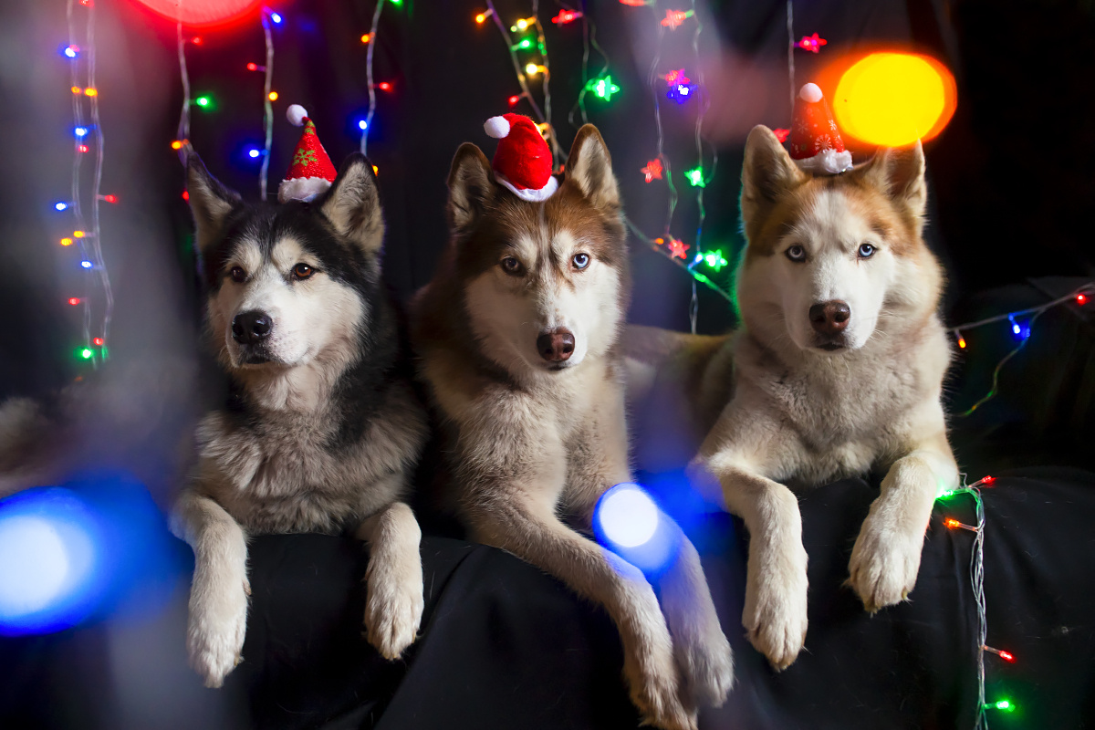 Новогоднее хаски собаки новый год
