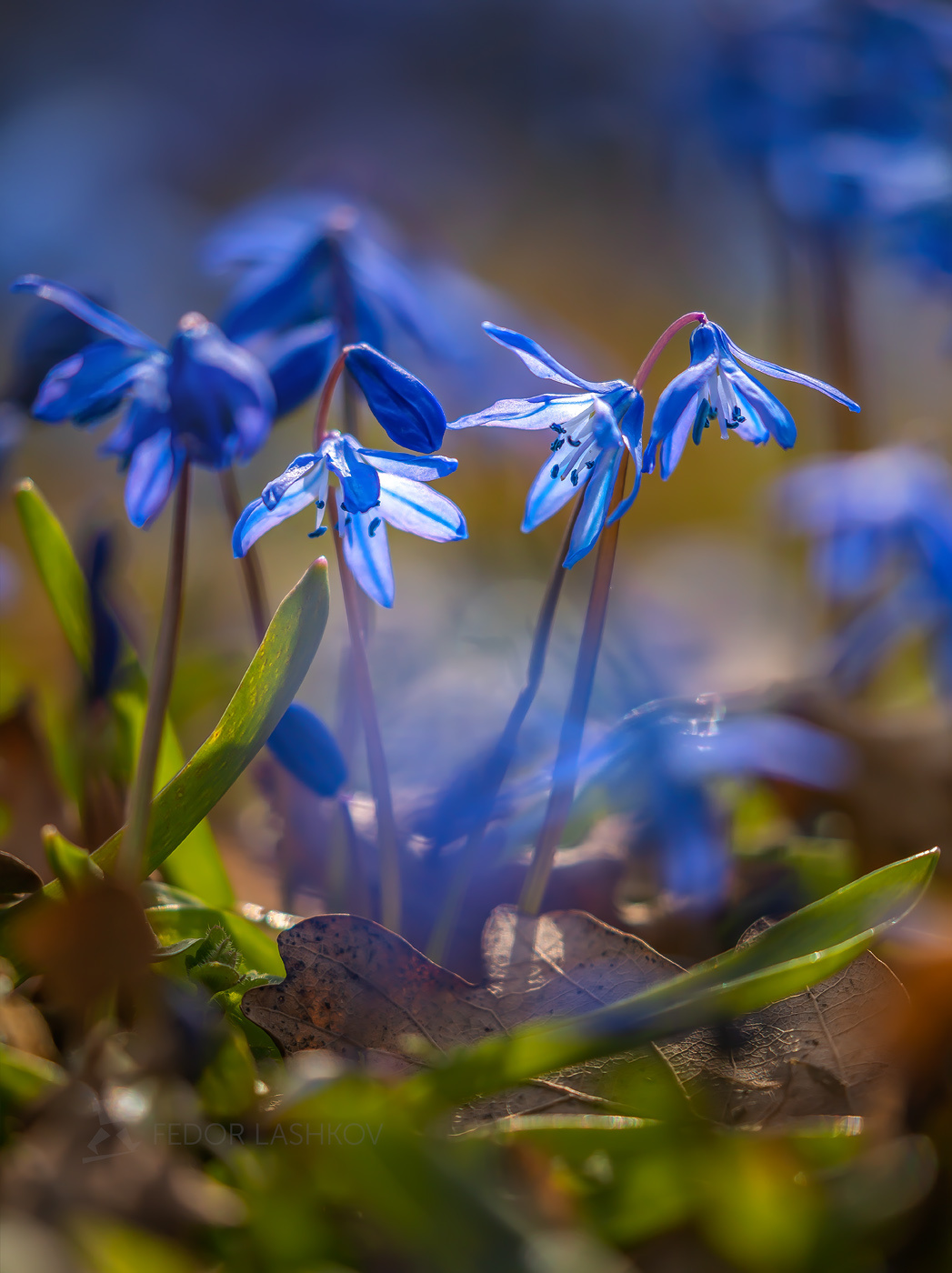 Акварельные пролески Ставропольский край цветы природа флора пролеска сибирская цветок первоцветы в лесу весна синий