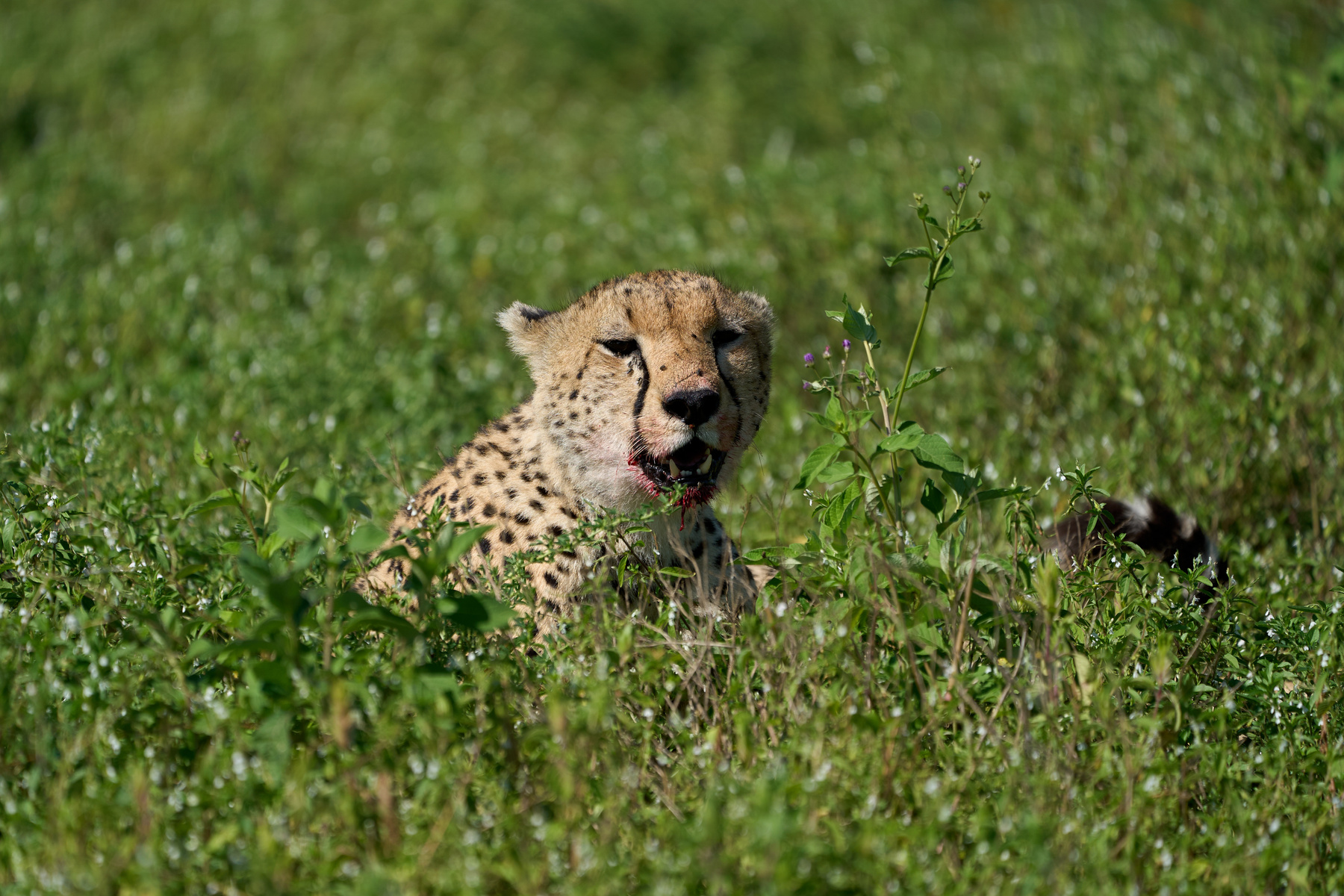 Гепард Танзания Нгоронгоро Африка природа животные кошки гепарды