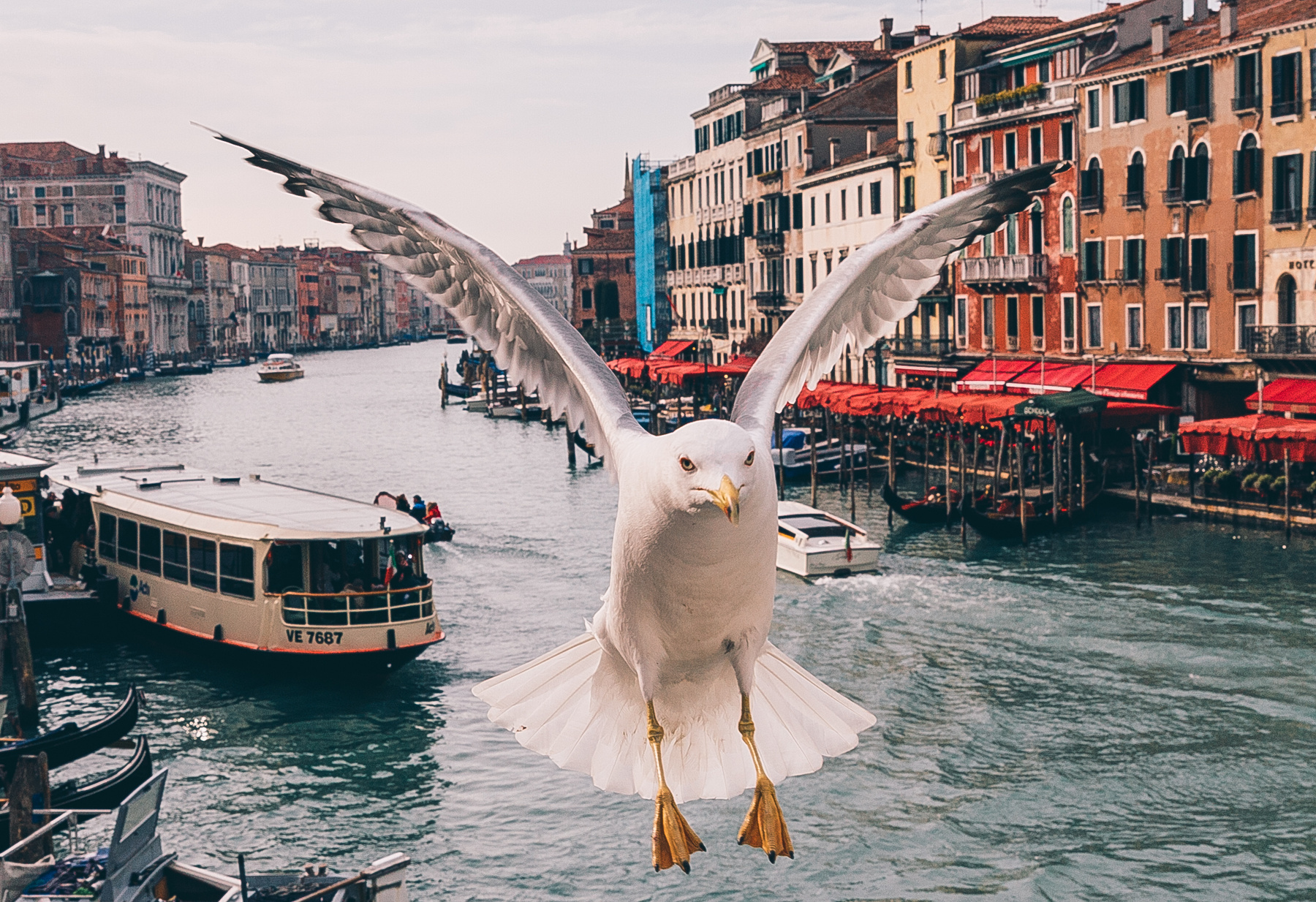 Венецианский альбатрос Венеция