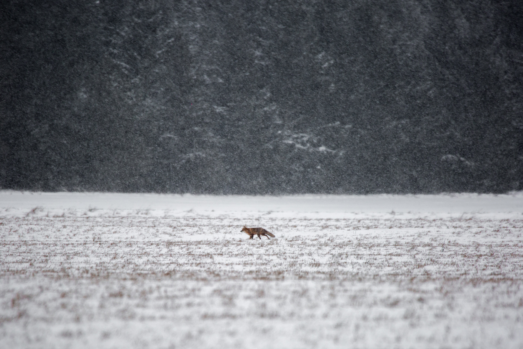 Одиночество природа зима снег лиса