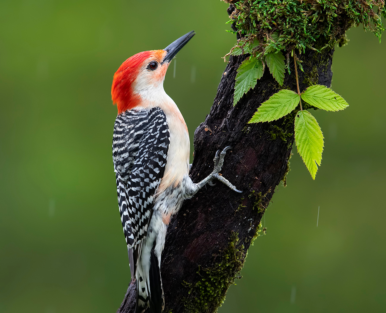 Дятел, Каролинский меланерпес -Red-bellied Woodpecker male 