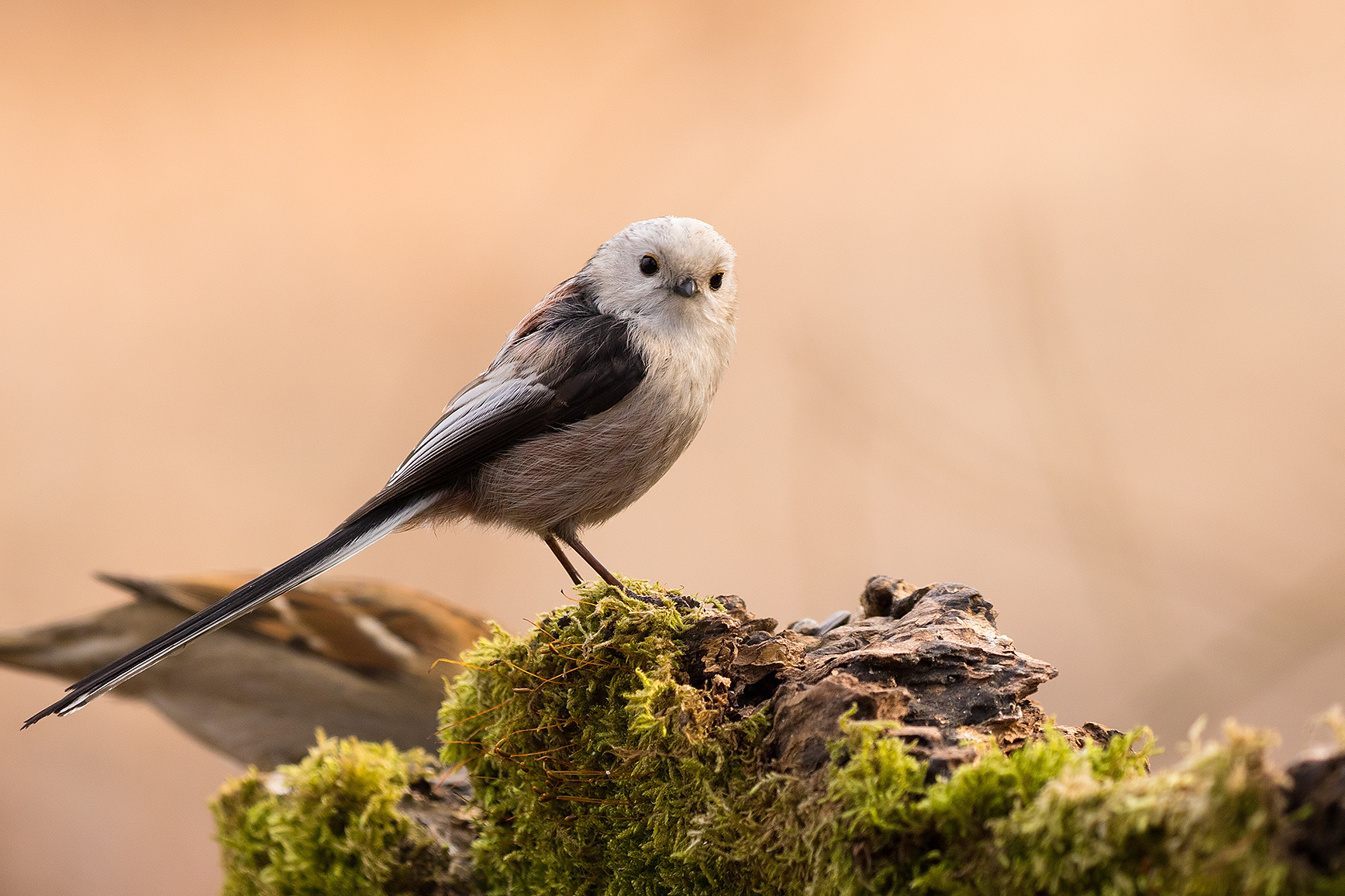 Long-tailed Tit 