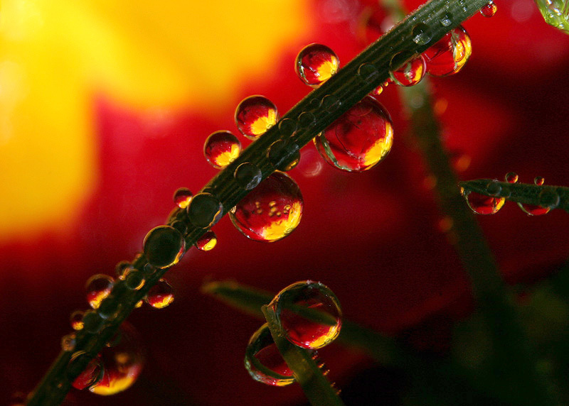 frozen flowers drop, flower