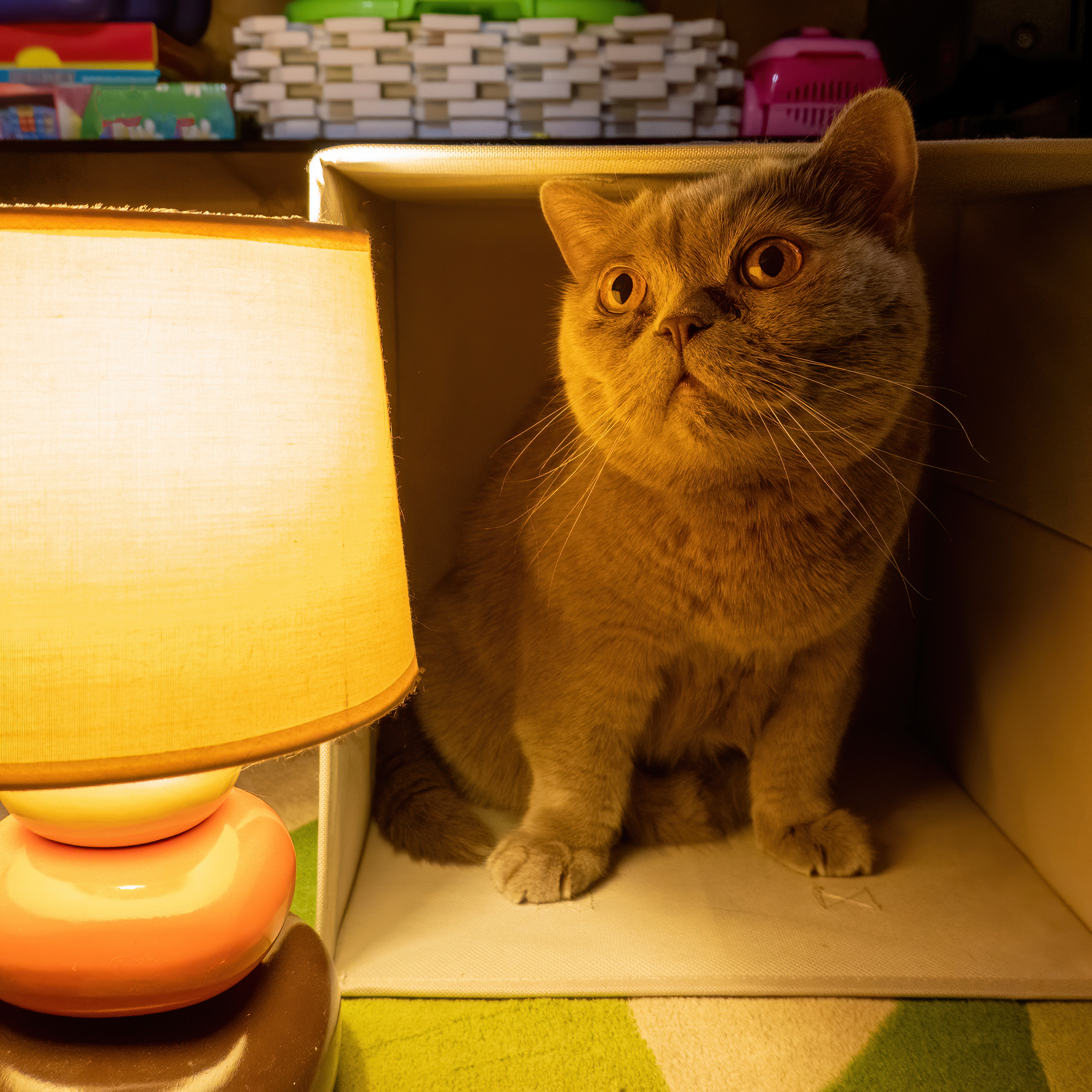 Котолампа или время охренительных историй антонмазаев antonmazaev cat кот котолампа животное лампа свет кошка
