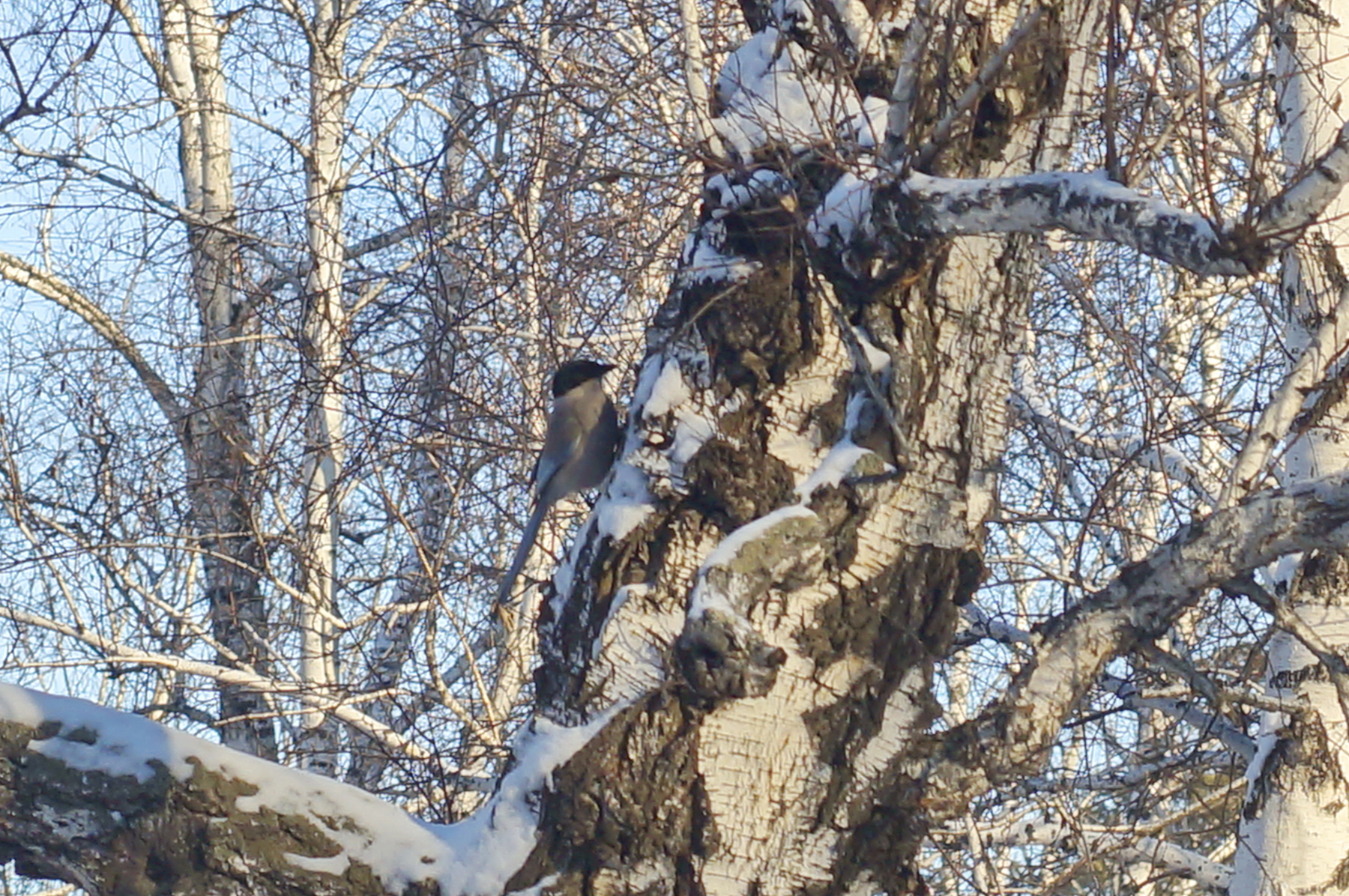 Голубая сорока голубая сорока птица лес берёза дерево поздняя осень