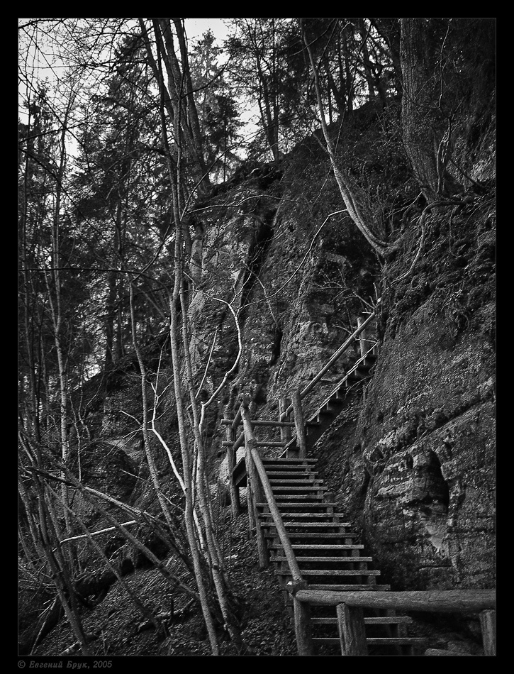 Лестница к пещере Петера Латвия Видземе Видземская Швейцария Сигулда песчаниковая скала земля деревья стволы корни деревянная лестница пещера Петера монохром