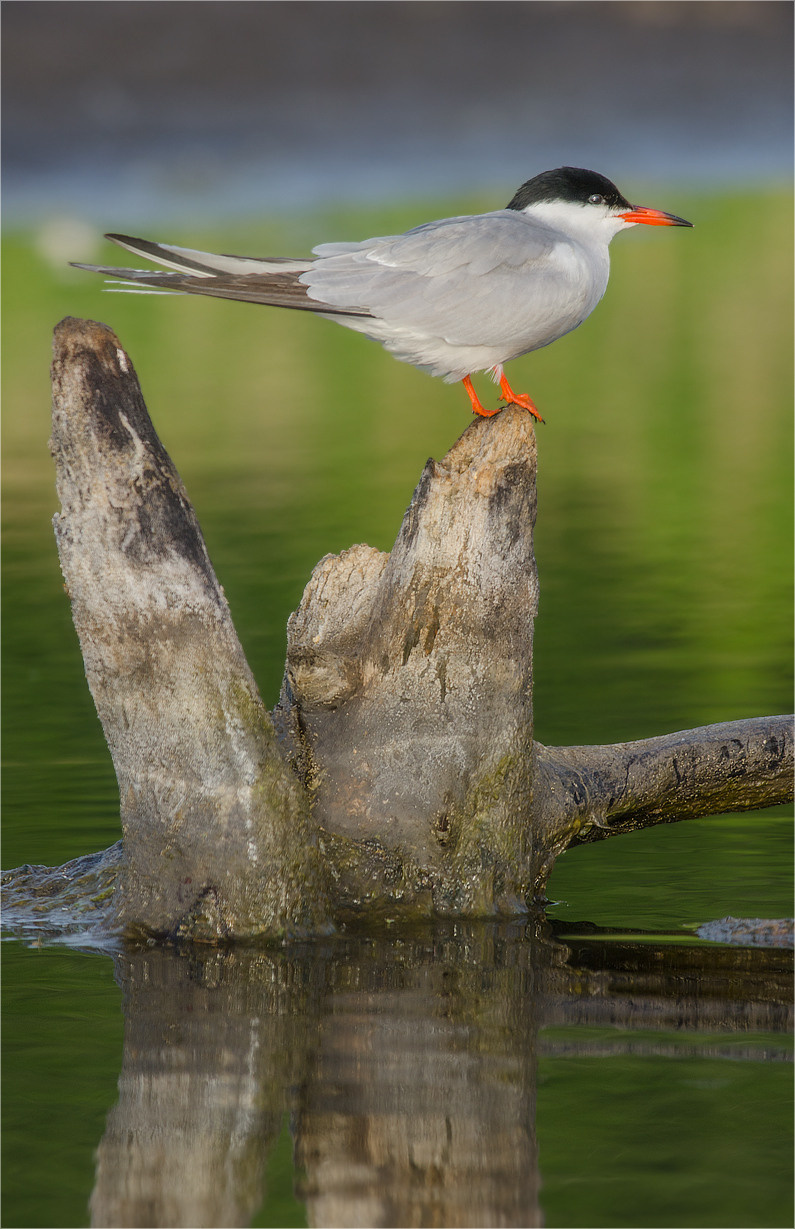* Чайка Фотоохота Рано утром Птица Природа Пень Озеро Крачка Дикие птицы sterna hirundo