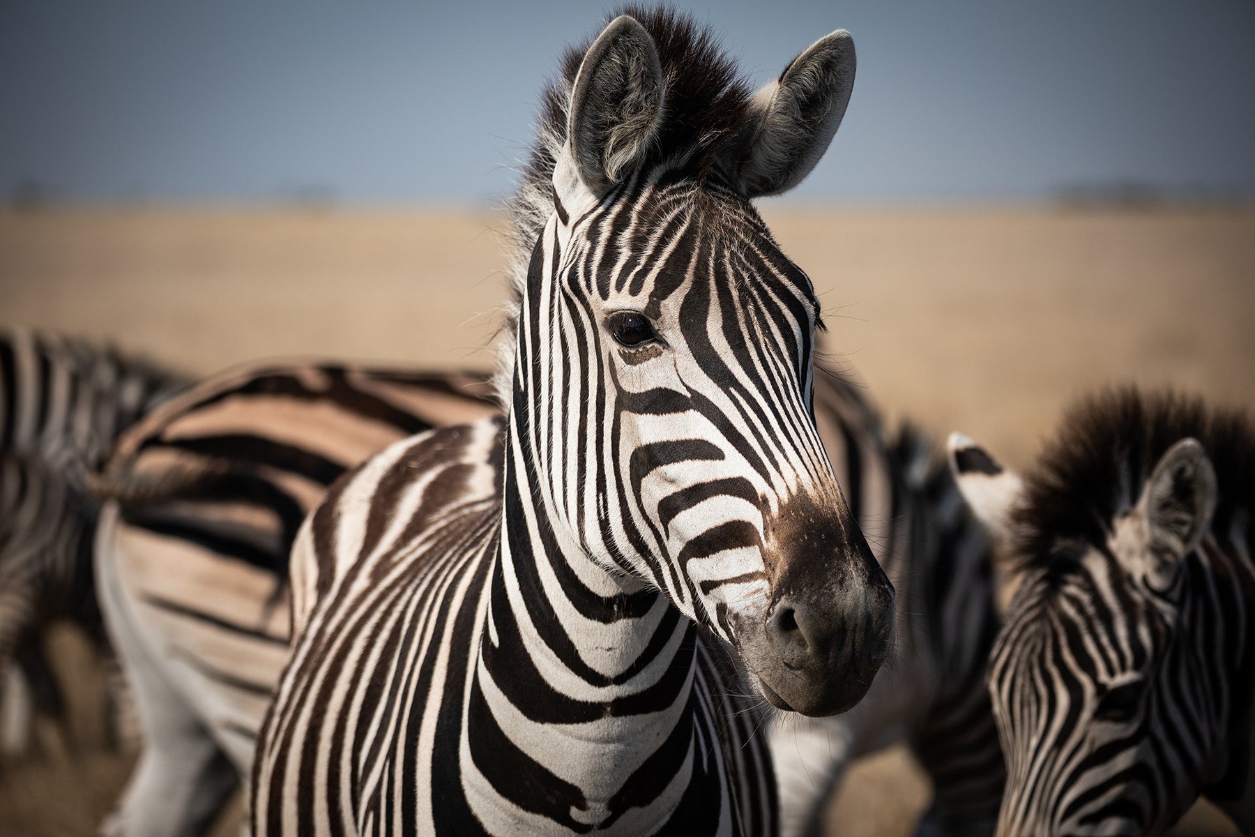 Zebra #2 животные природа зебра
