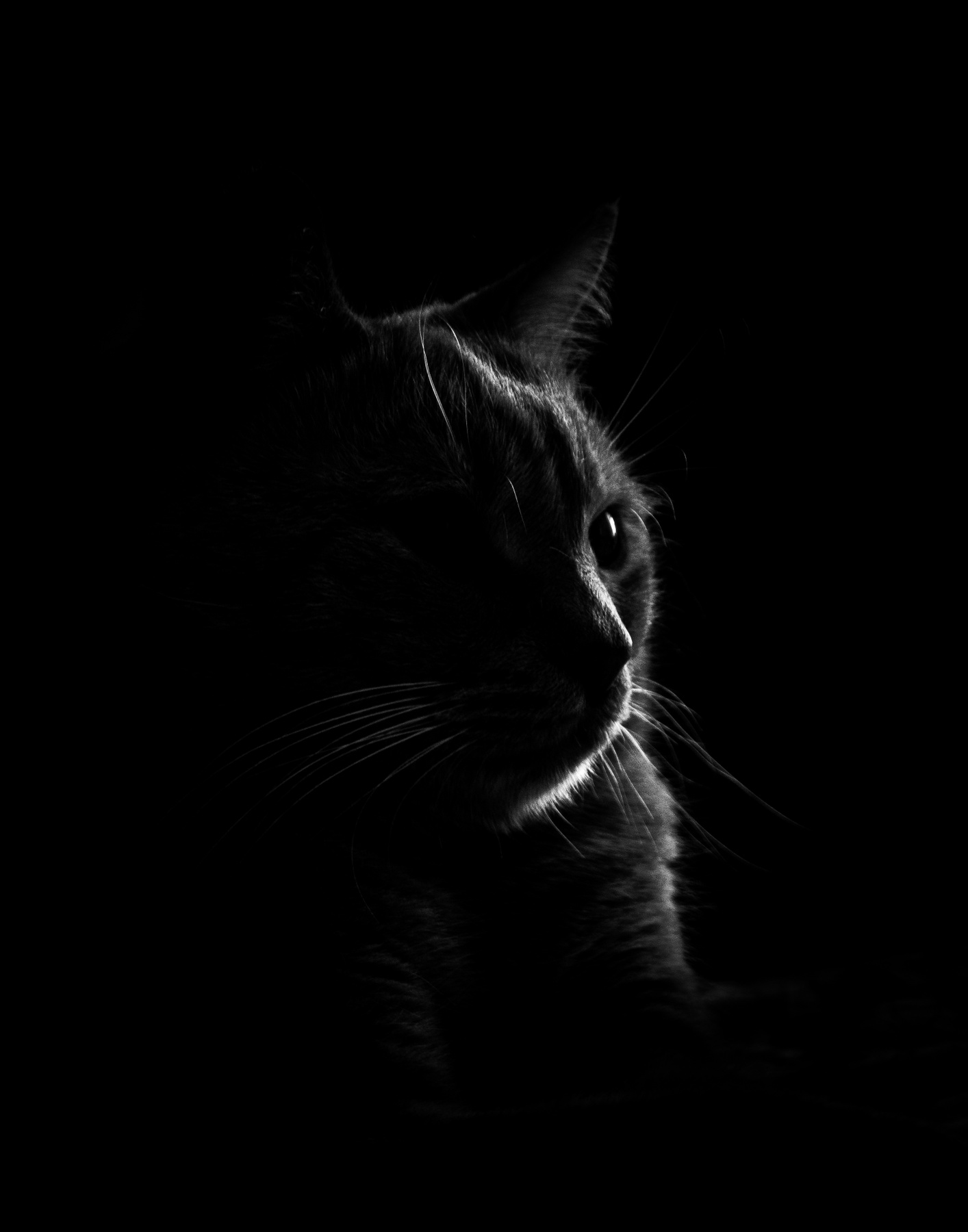 Кот Кот кошка чёрное белое тень свет