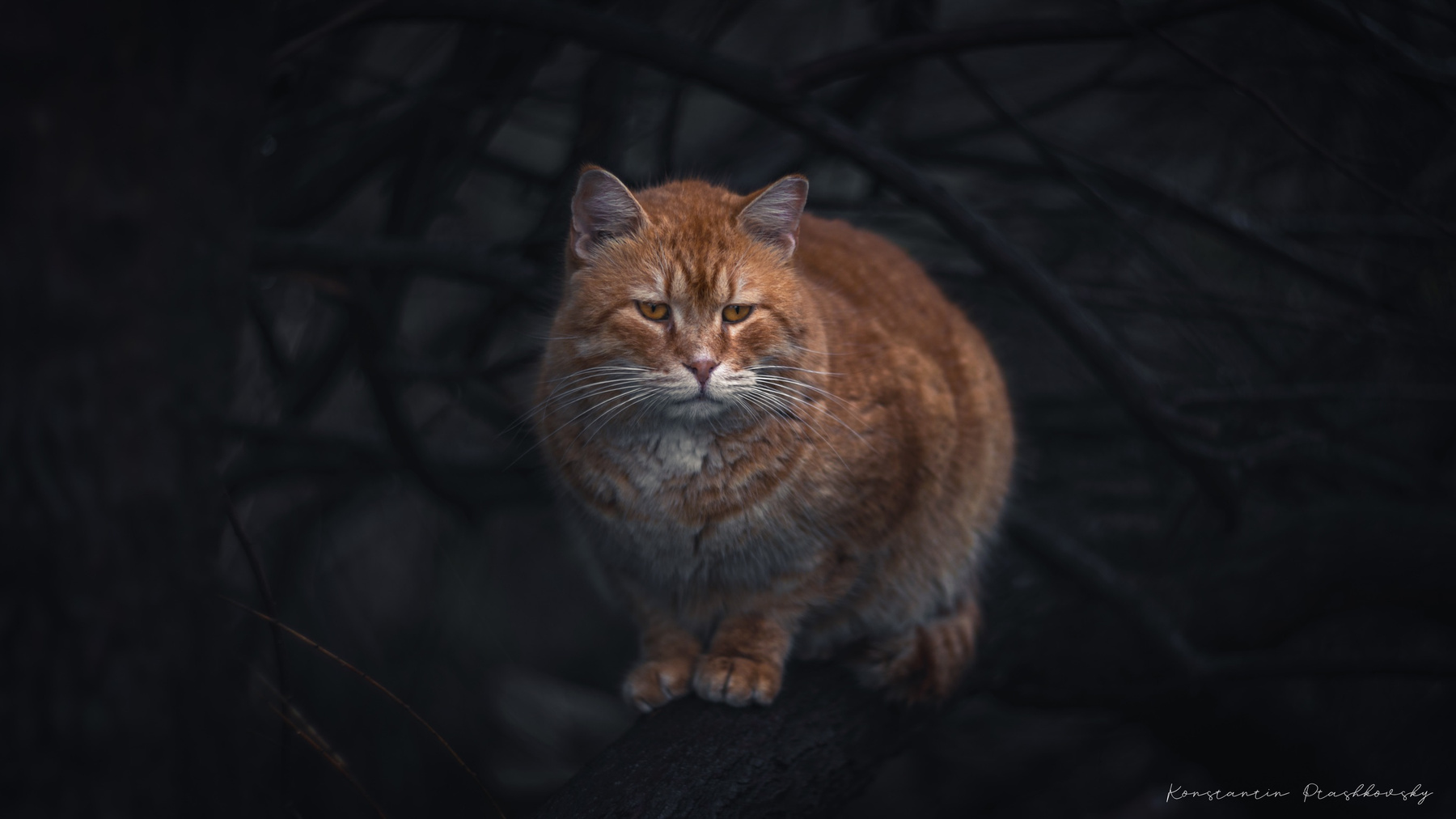 Котей Иваныч... Кот природа животное темнота