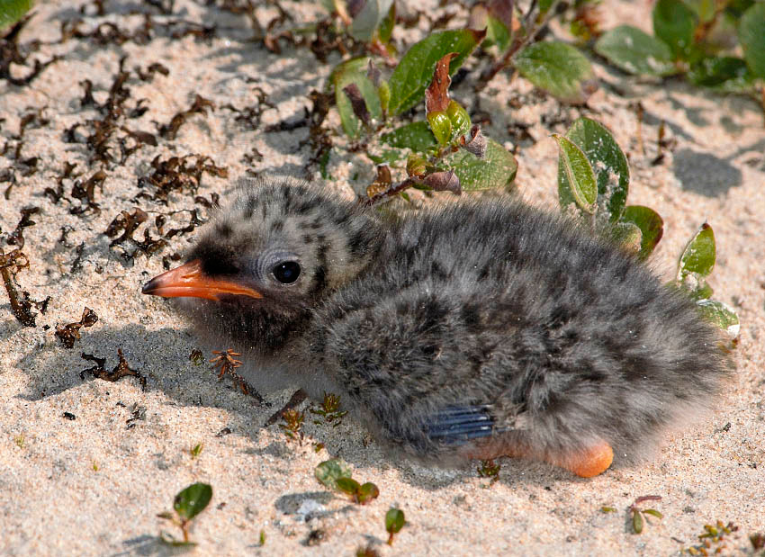 Ну что, нашел! Полярная крачка, Sterna paradisaea, Arctic Tern, Tobseda, Barents Sea, Arctic