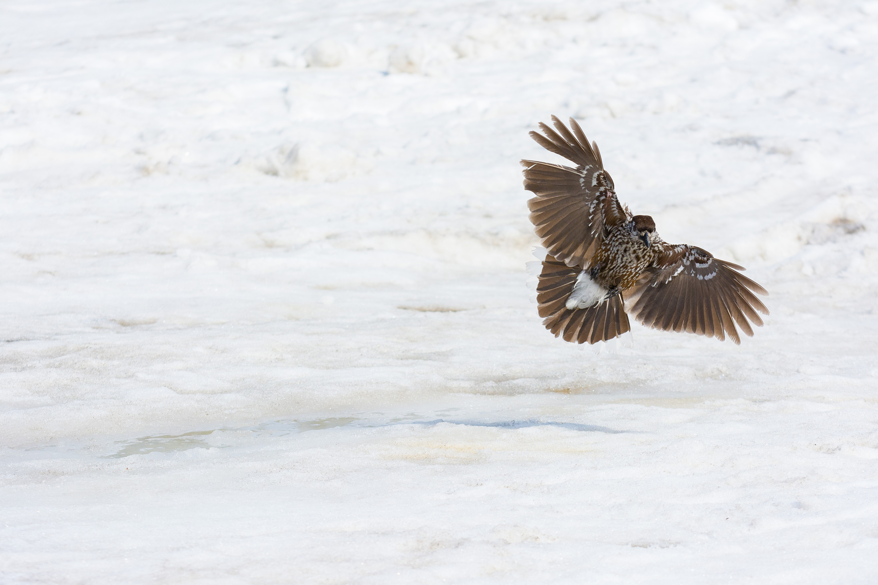 Объятья кедровки Кедровка птицы полёт фотоохота Шерегеш Шория Сибирь
