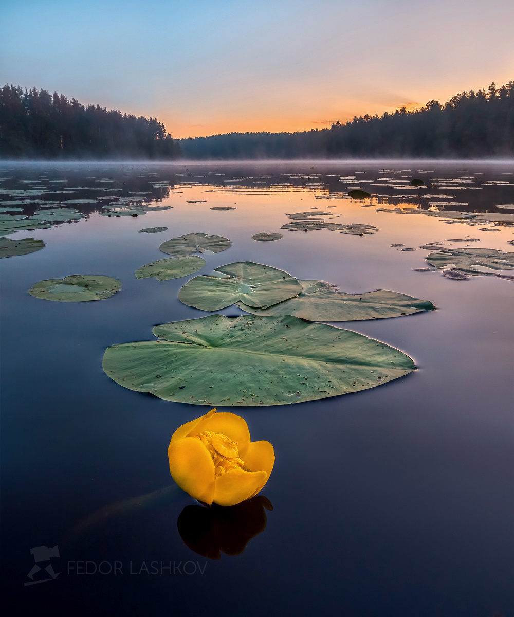 Кубышка на озере Ленинградская область Морозовские озёра озеро рассвет лето гладь вода цветок кубышка кувшинка флора листья