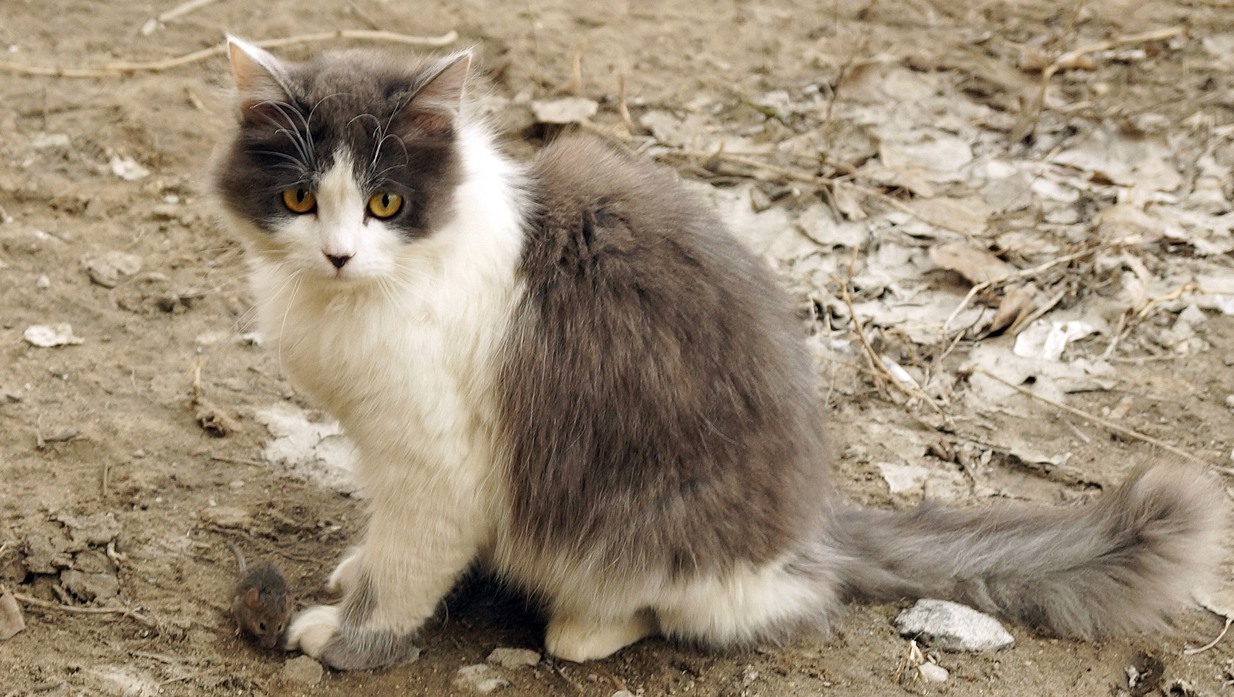 Страшнее кошки зверя нет Волгоград весна кошка мышонок