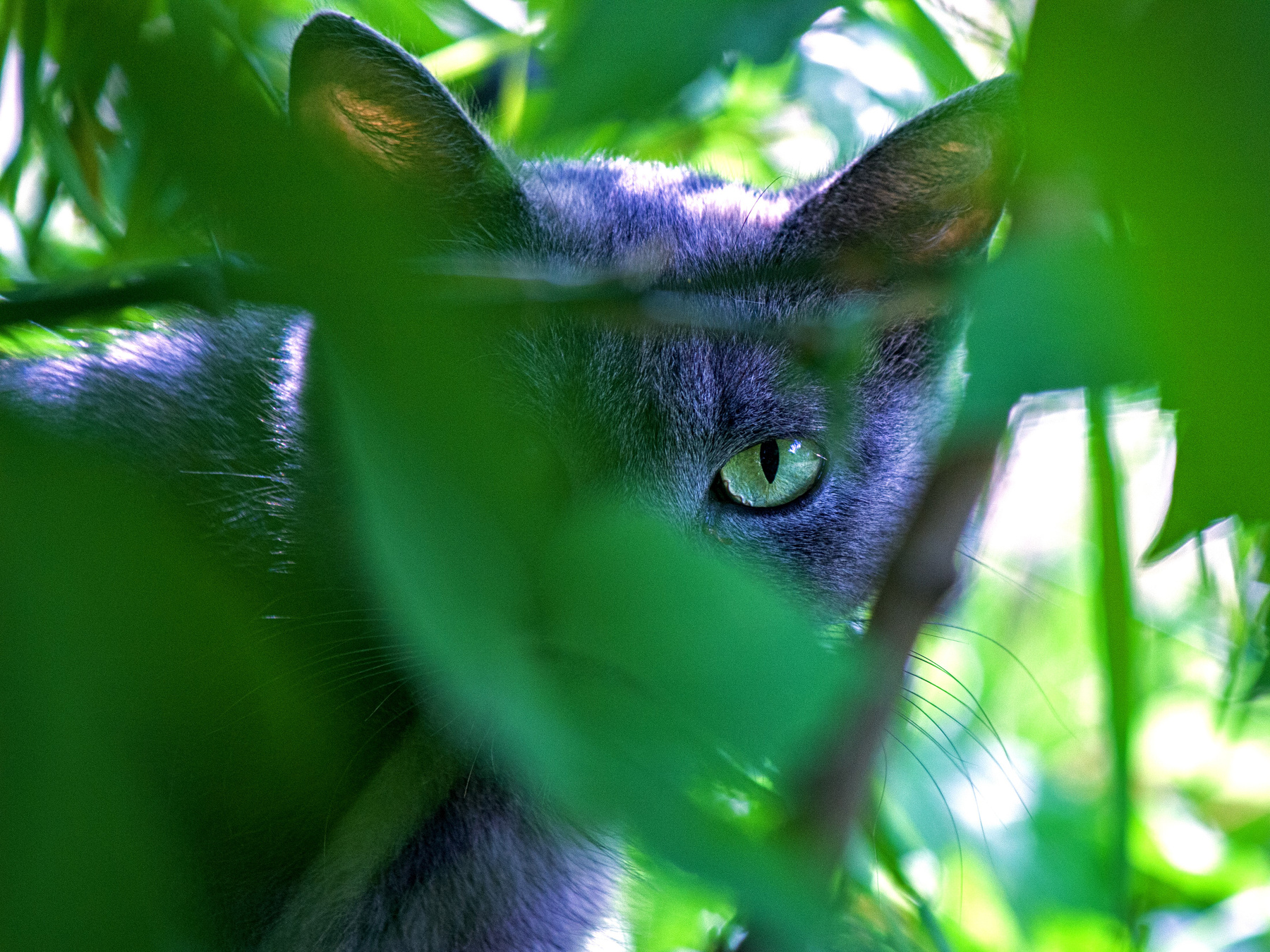 листья россия урал лето город уличное фото природа животные кошки листья трава взгляд