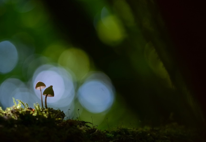 Подкаблучник лес грибы боке