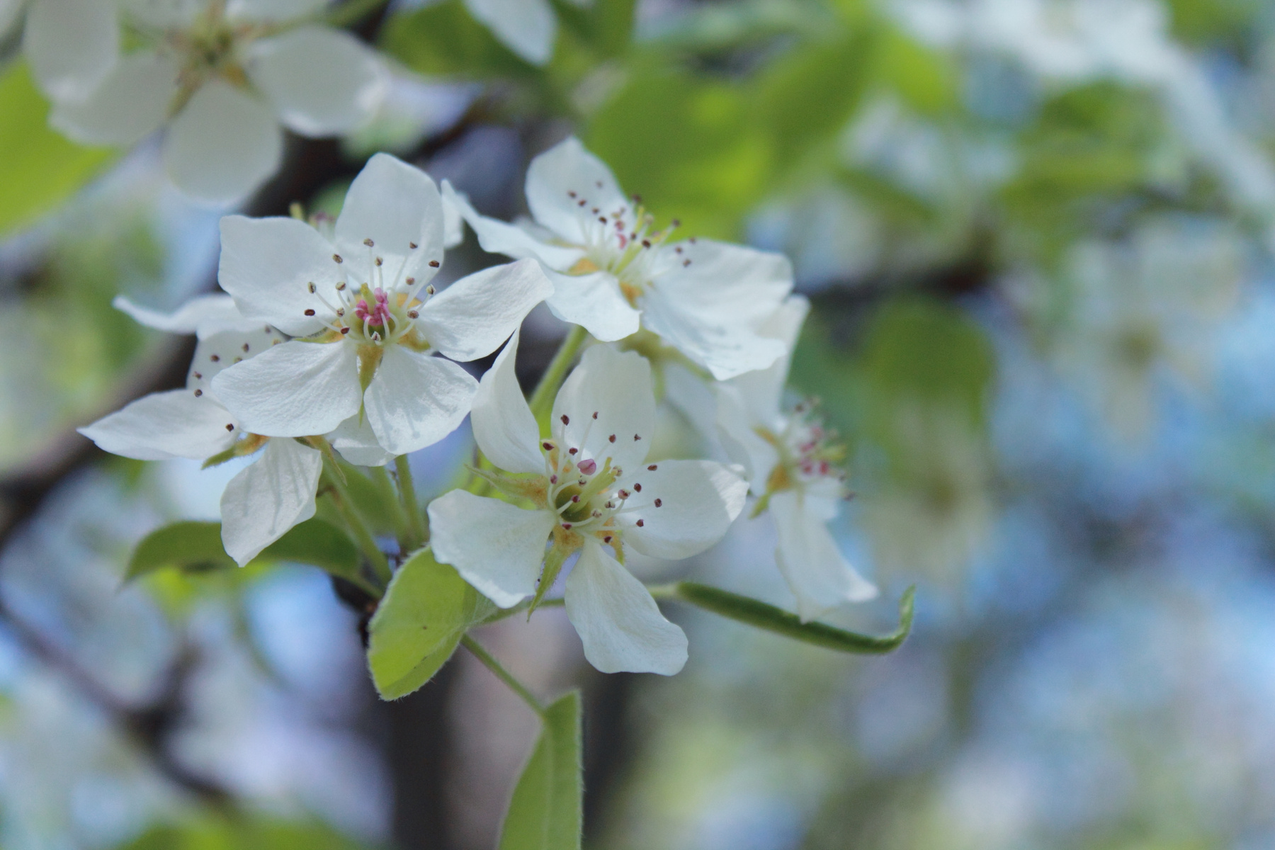 *** цветы яблоня весна flowers apple tree spring