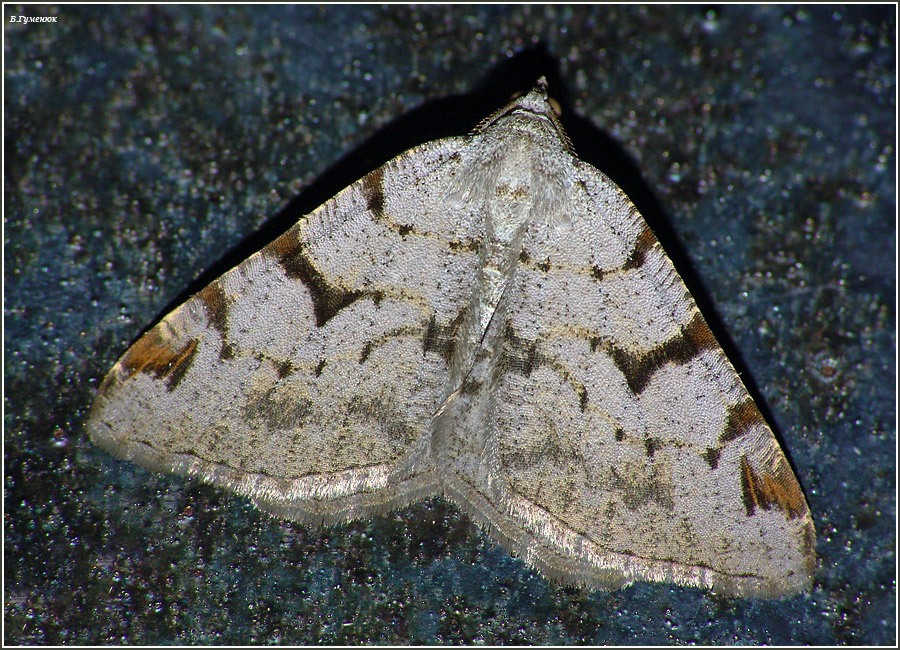 Пяденица Itame wauaria бабочка Пяденица Itame wauaria Geometridae Lepidoptera
