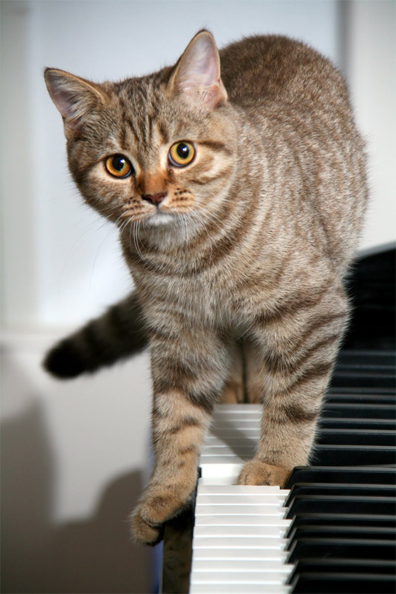 Musical Cat Cat Musical Кошка