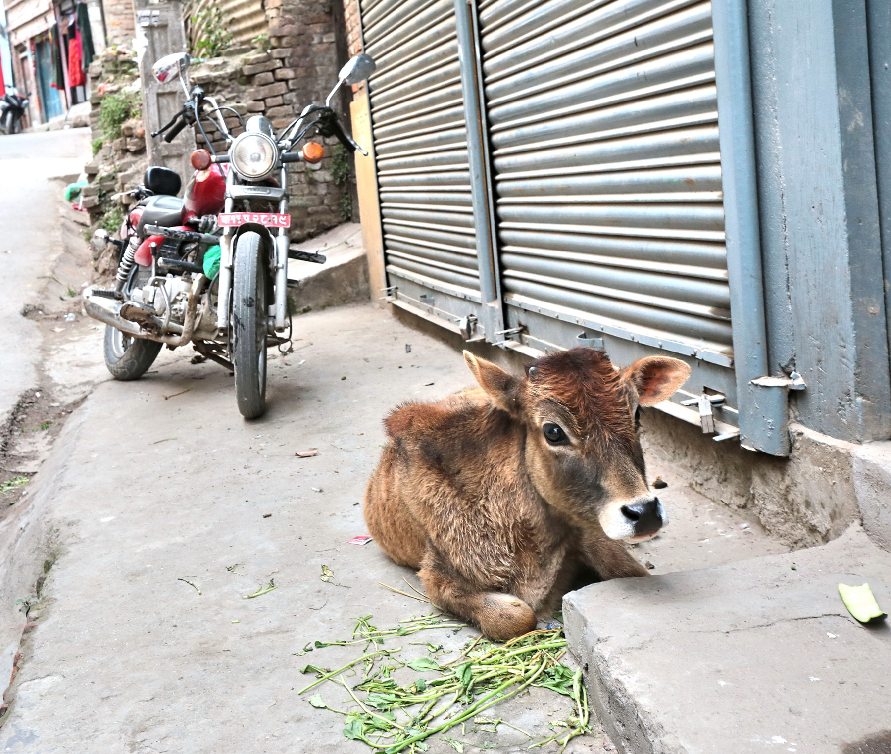 Еще рога не выросли, а уже священный... Непал Катманду город теленок корова священное животное