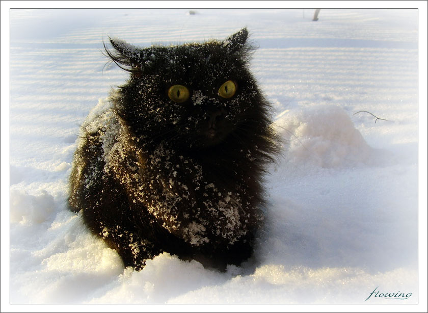 ....a котенок, глазища
