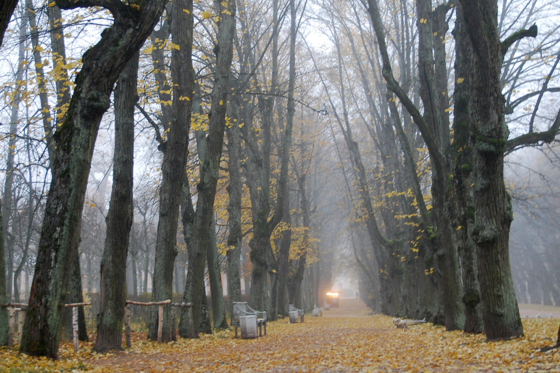 Павловский парк. Вечерний туман.... Павловск парк осень туман природа
