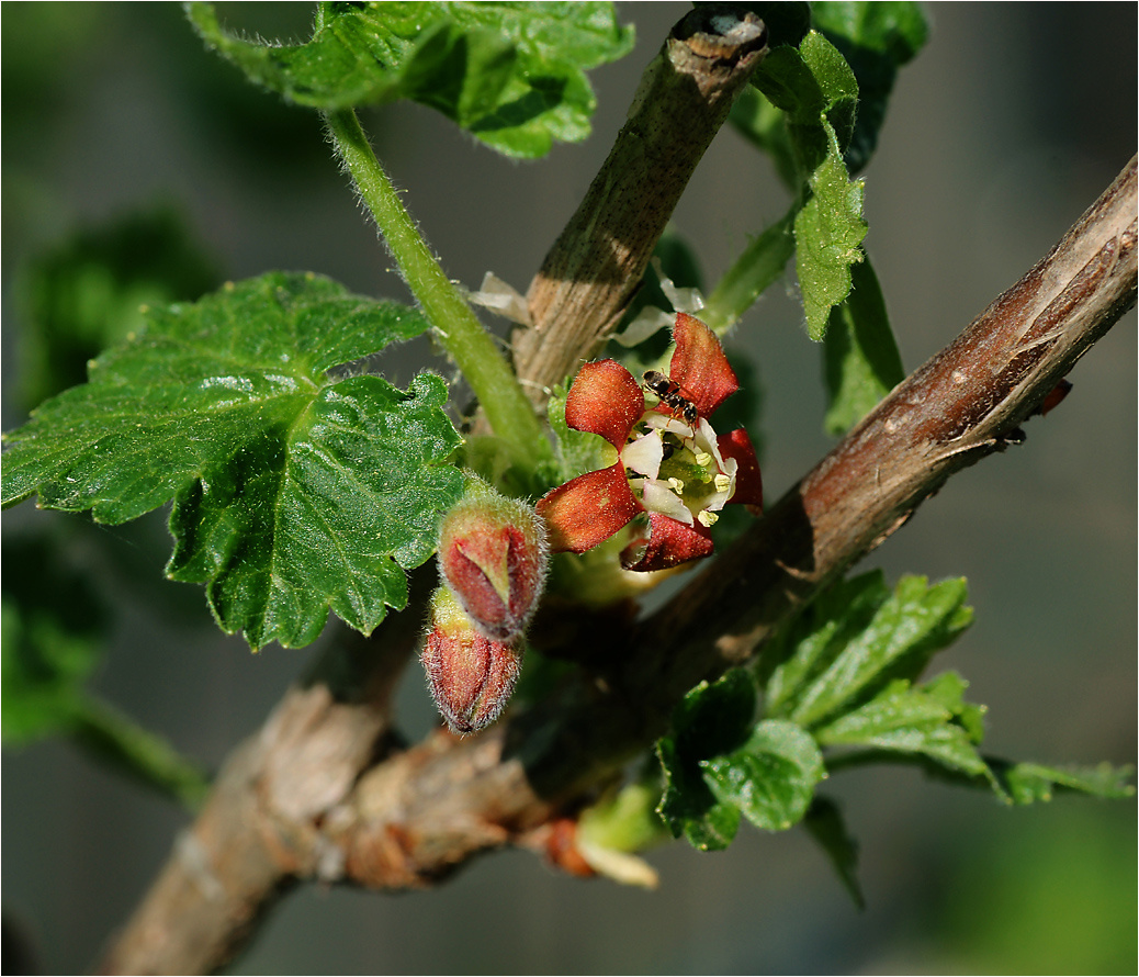 Крыжовник Grossularia uva-crispa Grossulariaceae Крыжовник обыкновенный культурный растение цветение цветок бутоны