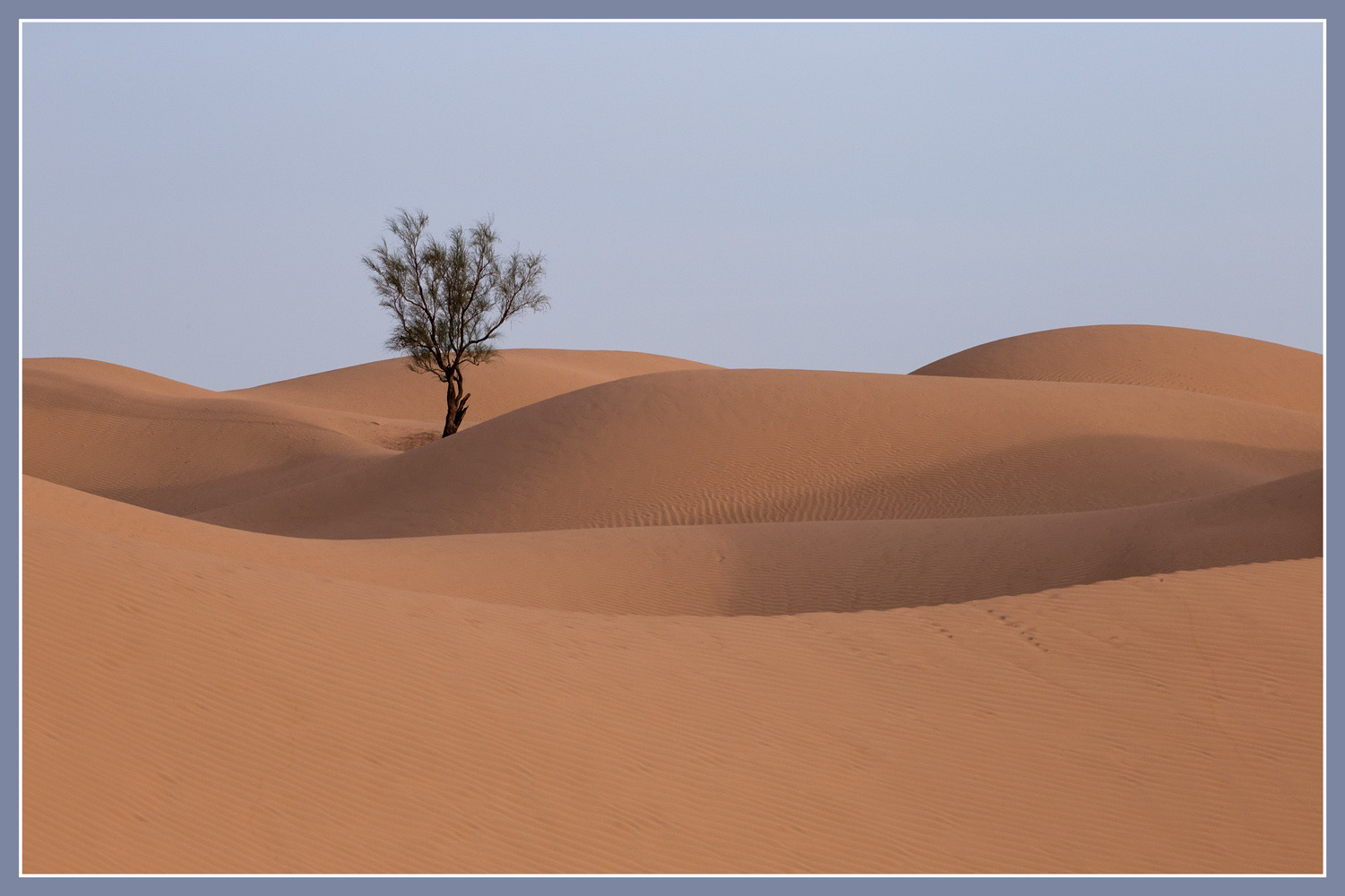 Песчаное настроение дюны дерево пустыня