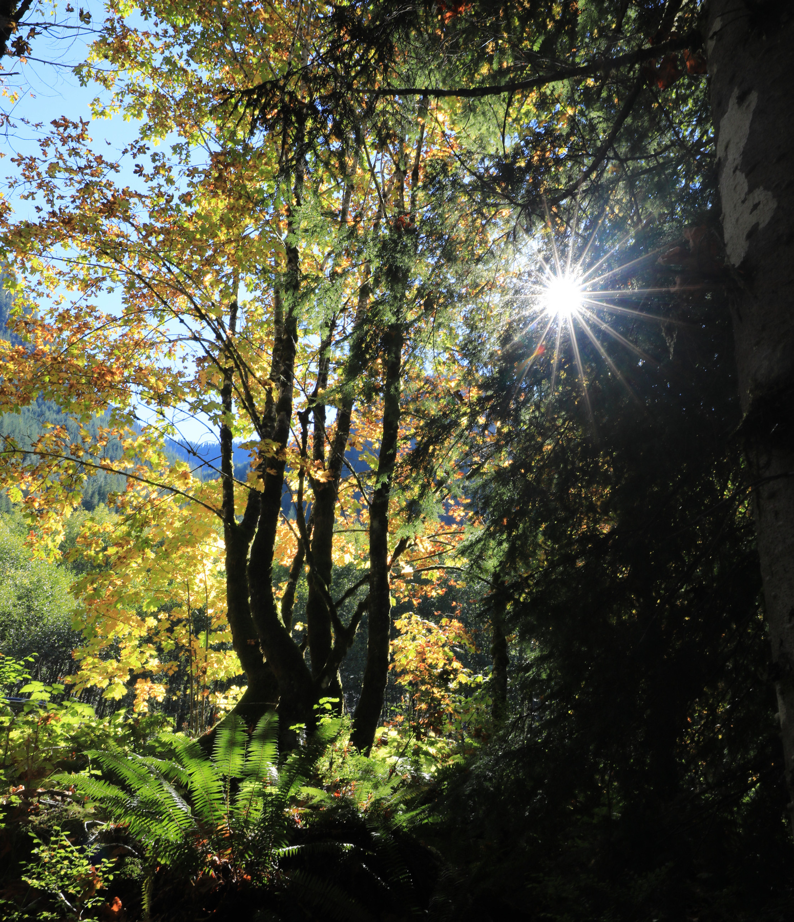 Золотой лес Осень