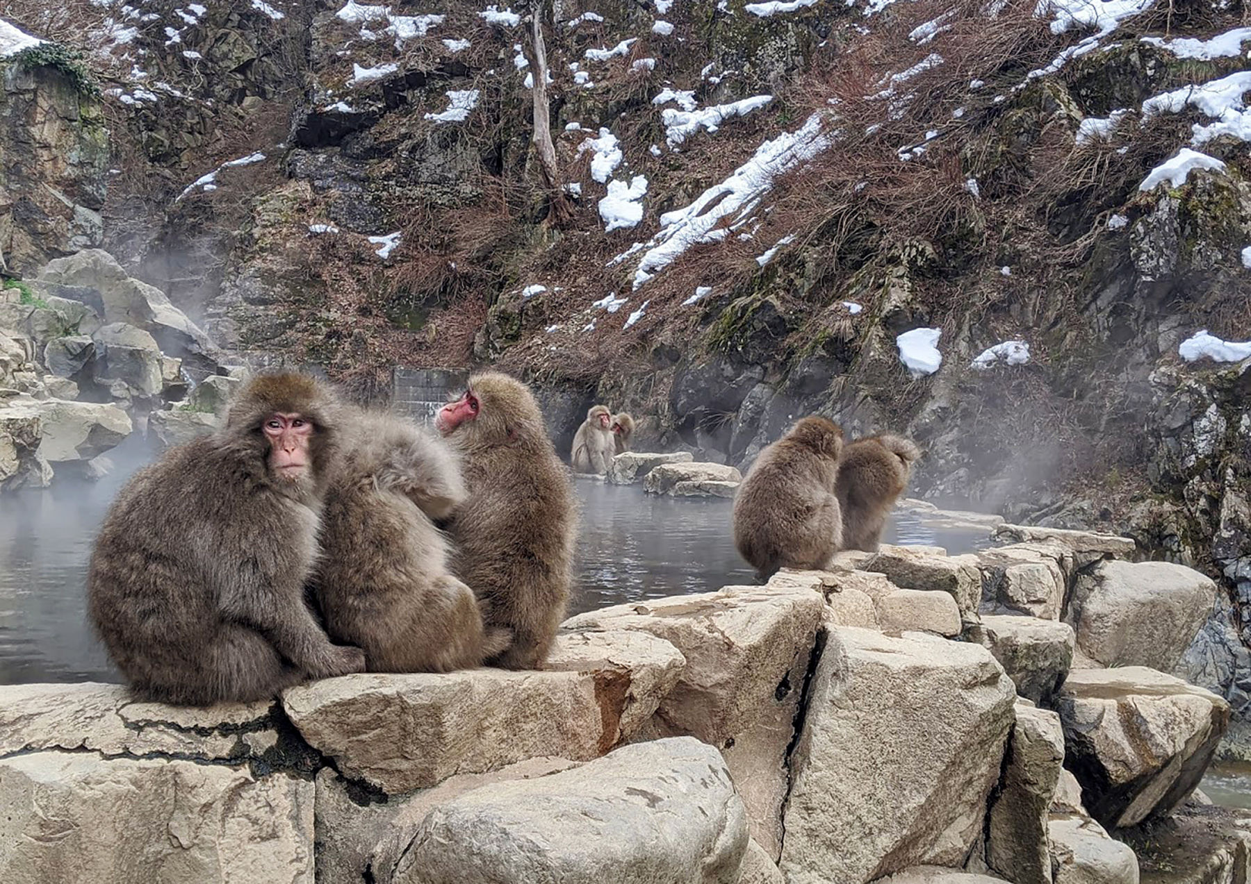 В ожидании снегопадов Дзигокудани Парк обезьян Япония