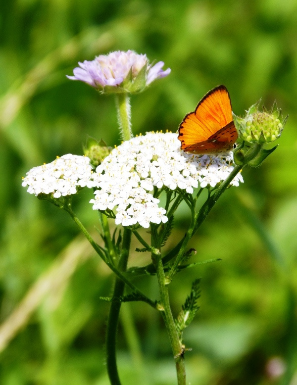 *** Цветок лето бабочка тепло оранжевое
